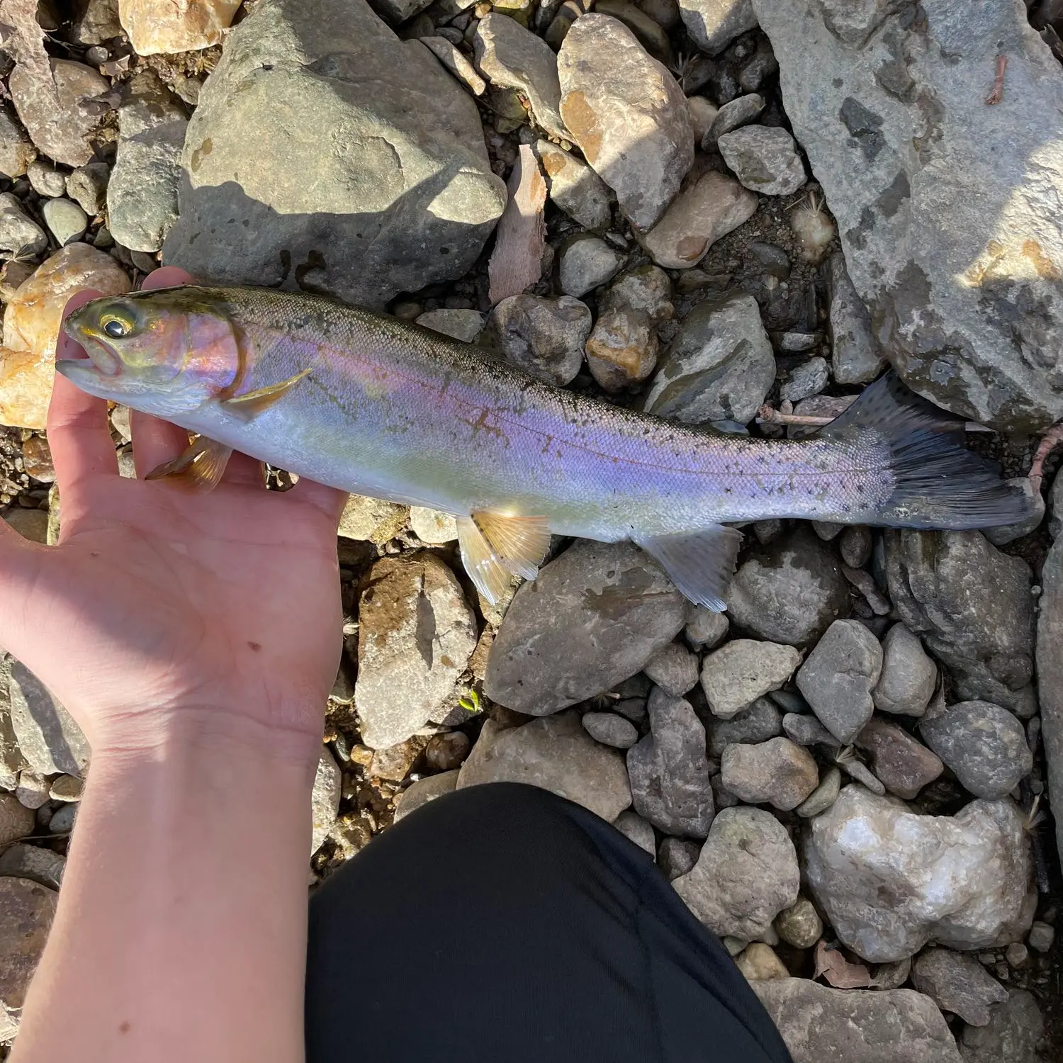 Catching Catoctin Trout