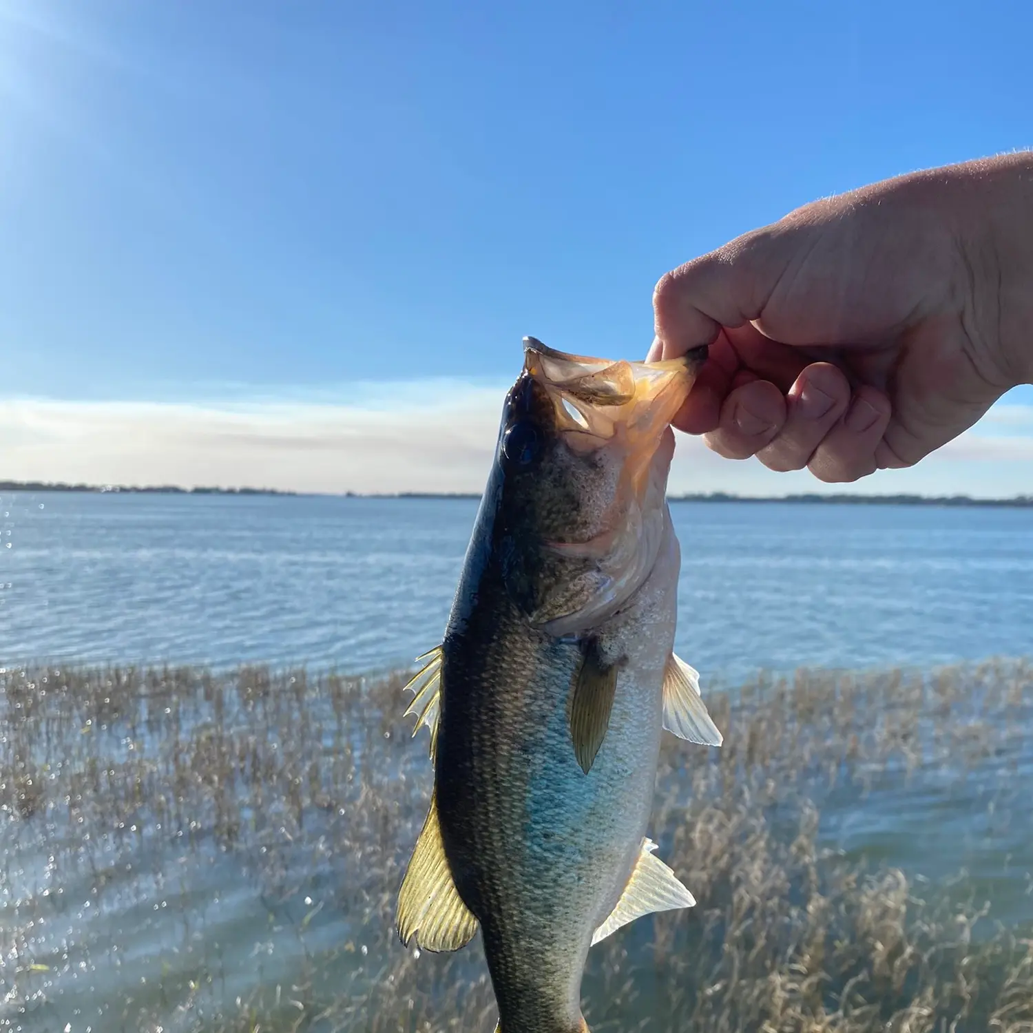 ᐅ Lake Ola fishing reports🎣• Mount Dora, FL (United States) fishing