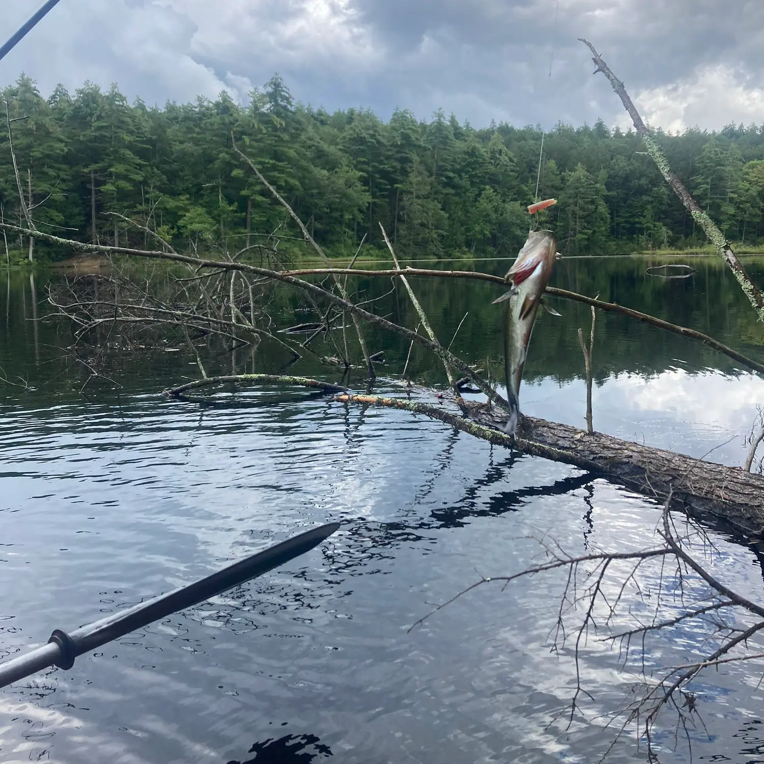 ᐅ Rail Trail Pond fishing reports🎣• Nashua fishing