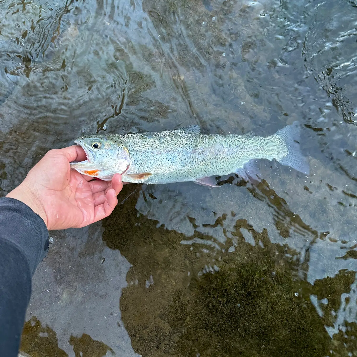 Help empty Huck Finn Pond of fish before Oct. 15 – The Durango Herald