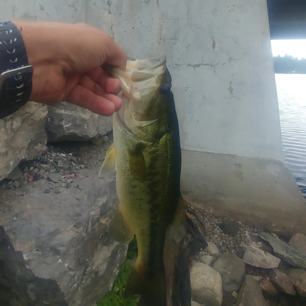 ᐅ Lac McCuaig fishing reports🎣• Quebec, Canada fishing
