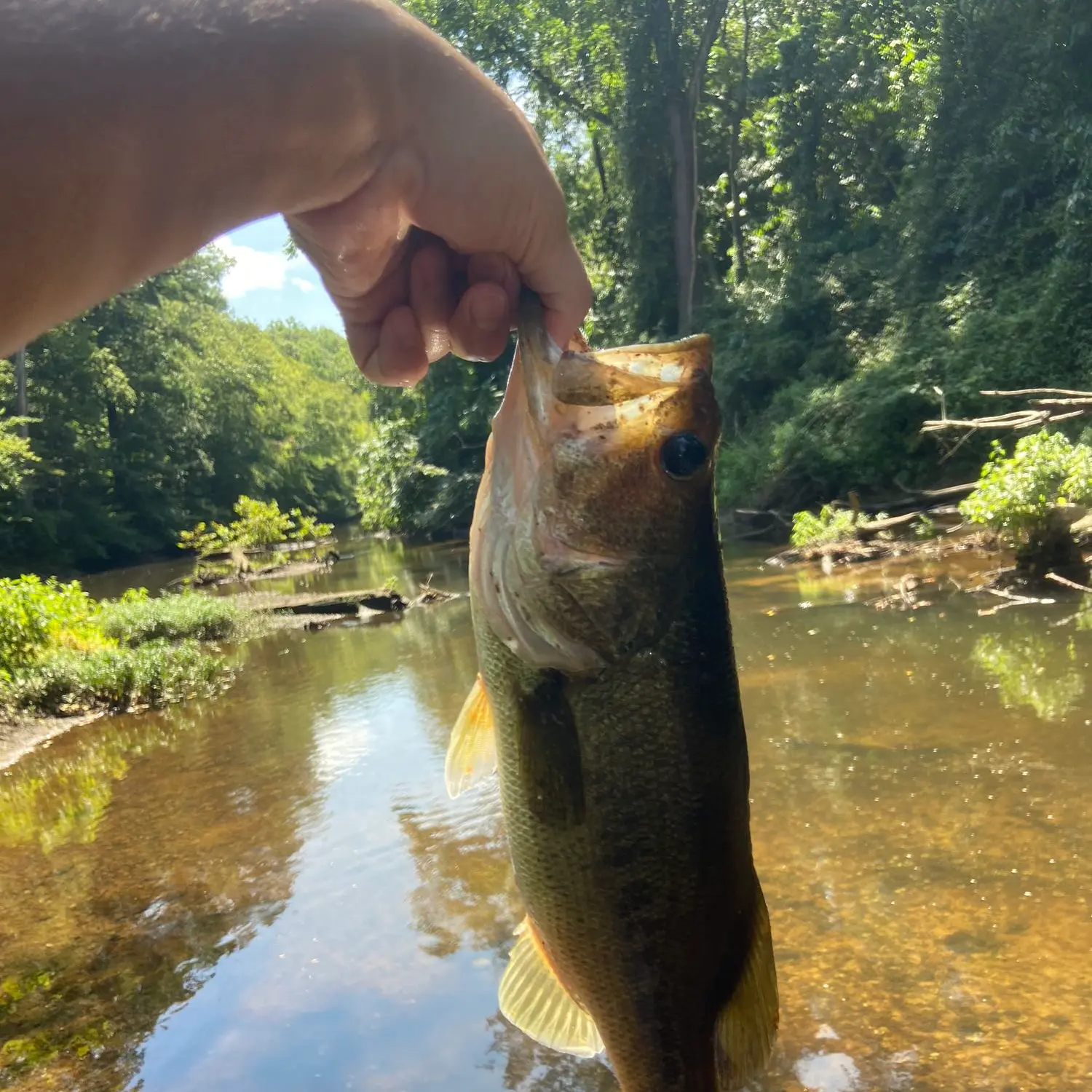 ᐅ Pamplins Pond fishing reports🎣• Colonial Heights, VA (United States)  fishing