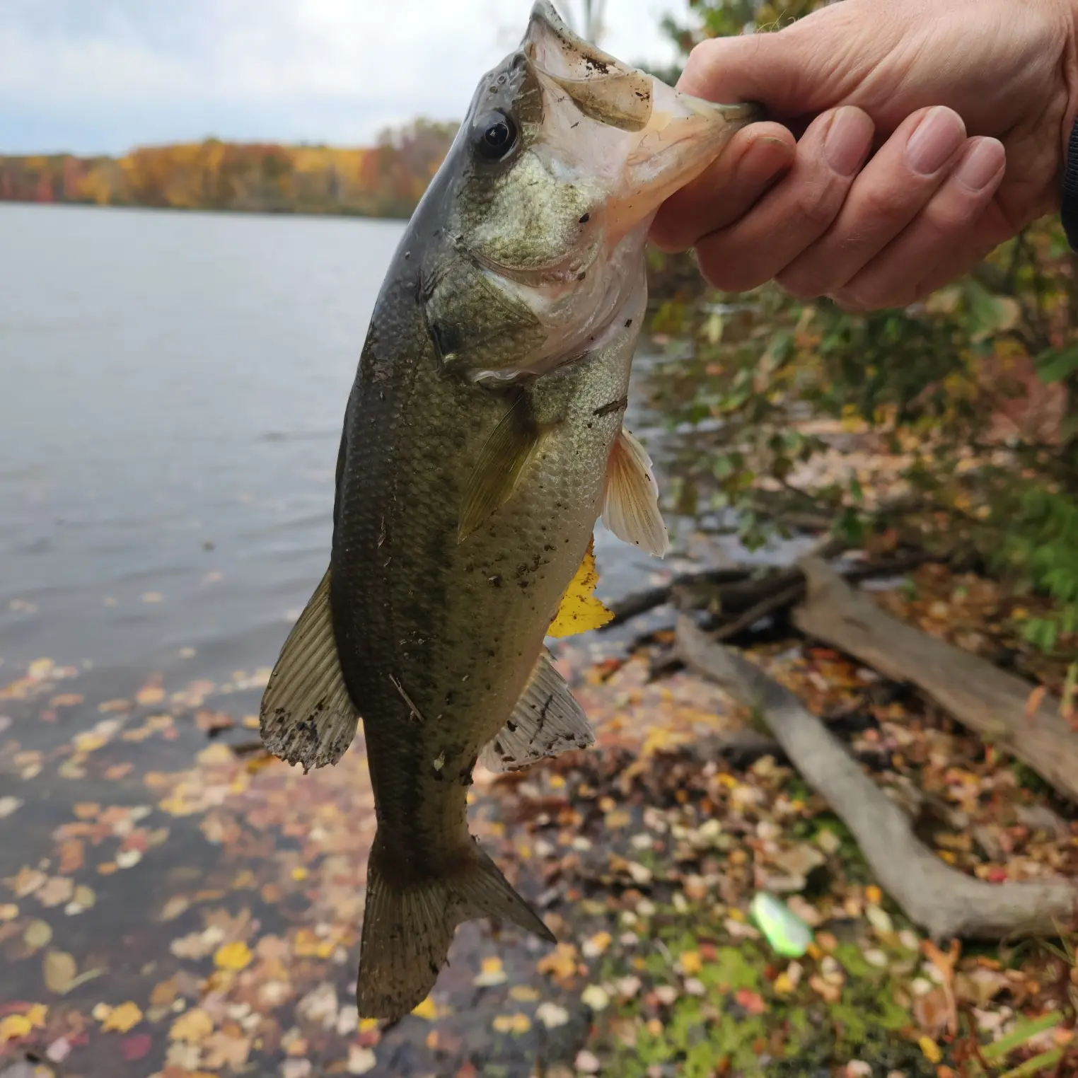 ᐅ Deer Creek Reservoir fishing reports🎣• Alliance, OH (United States)  fishing