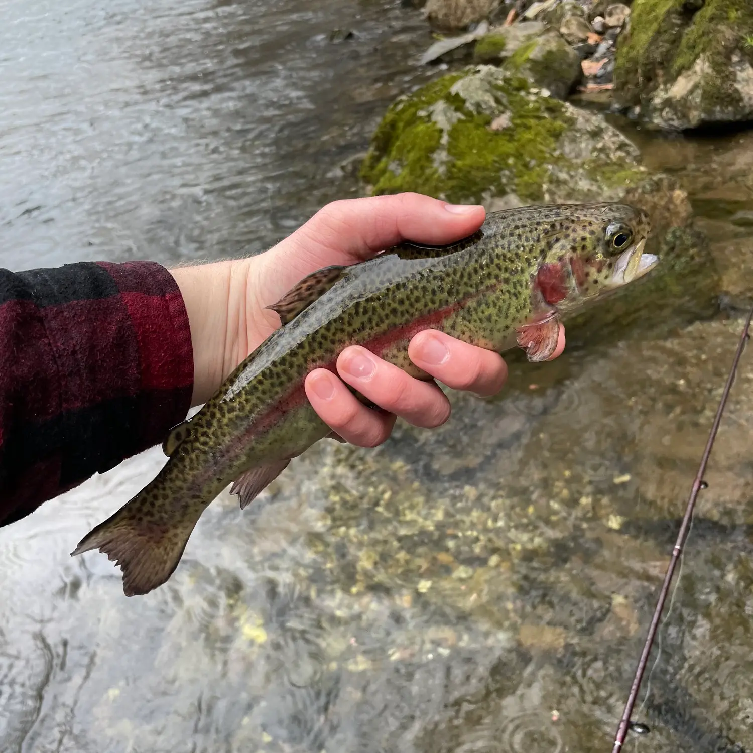 W4F - Fly Fishing New Jersey South Branch Raritan River 