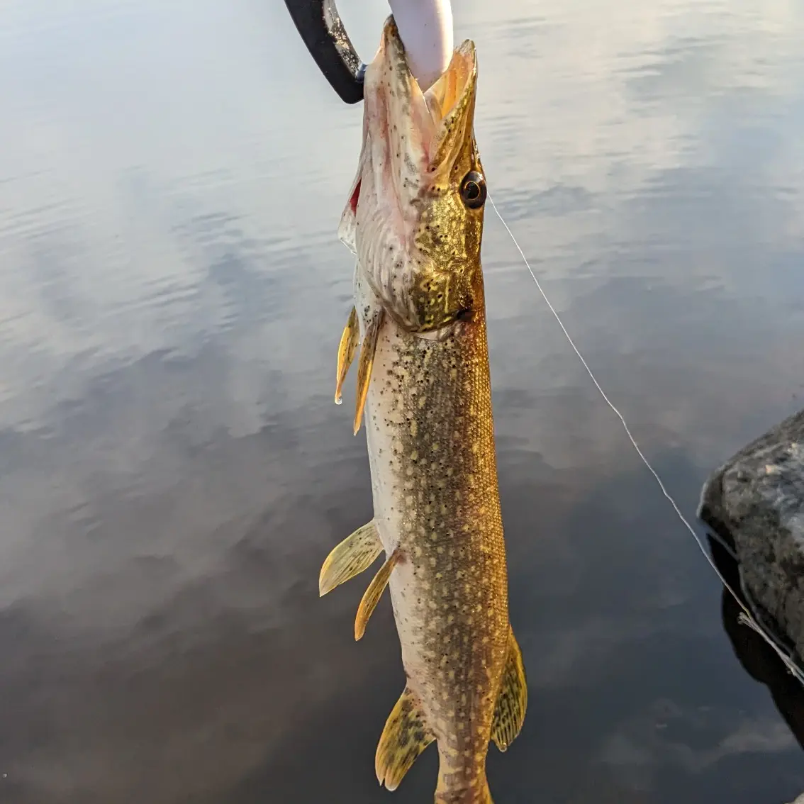 Spirit River Flowage Fishing Report for Panfish / Bluegill(Jun 3, 2021)