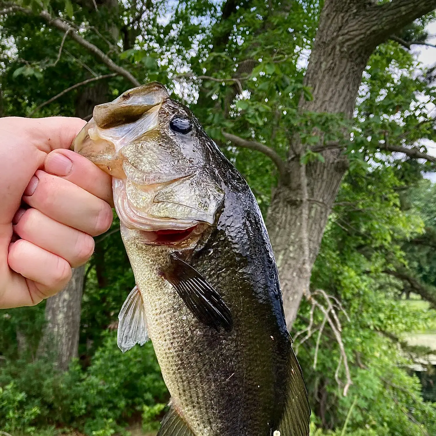 ᐅ Bulks Lake fishing reports🎣• Freehold, NJ (United States) fishing