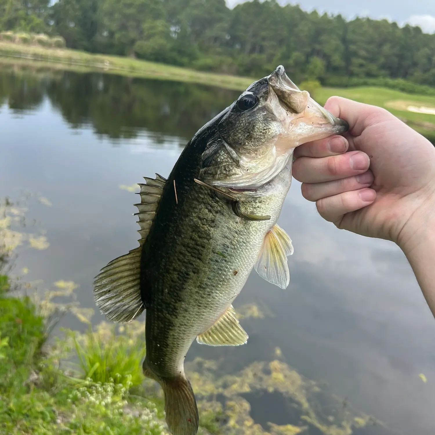 Bush Hooks for Catfish in Black Creek, Memorial Day Weekend, South Carolina  