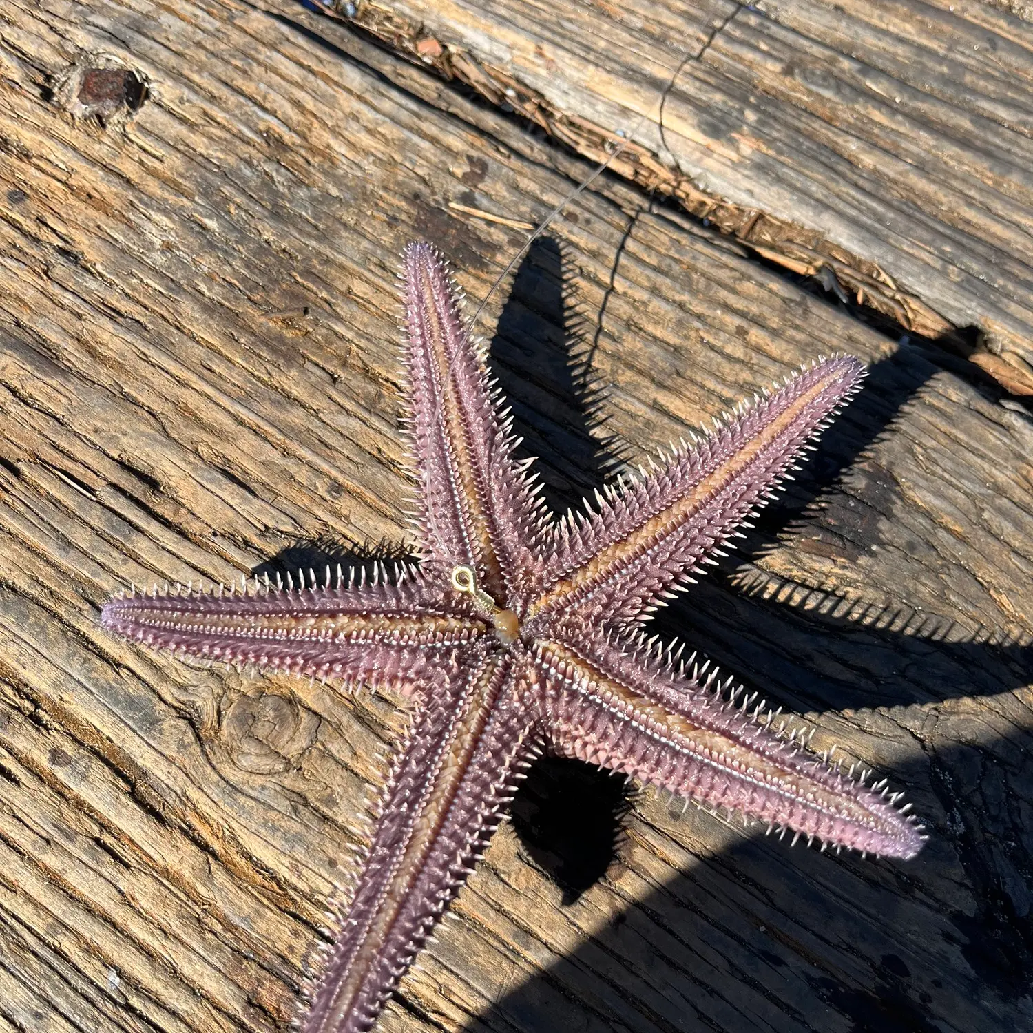 California Lizardfish - Pier Fishing in California