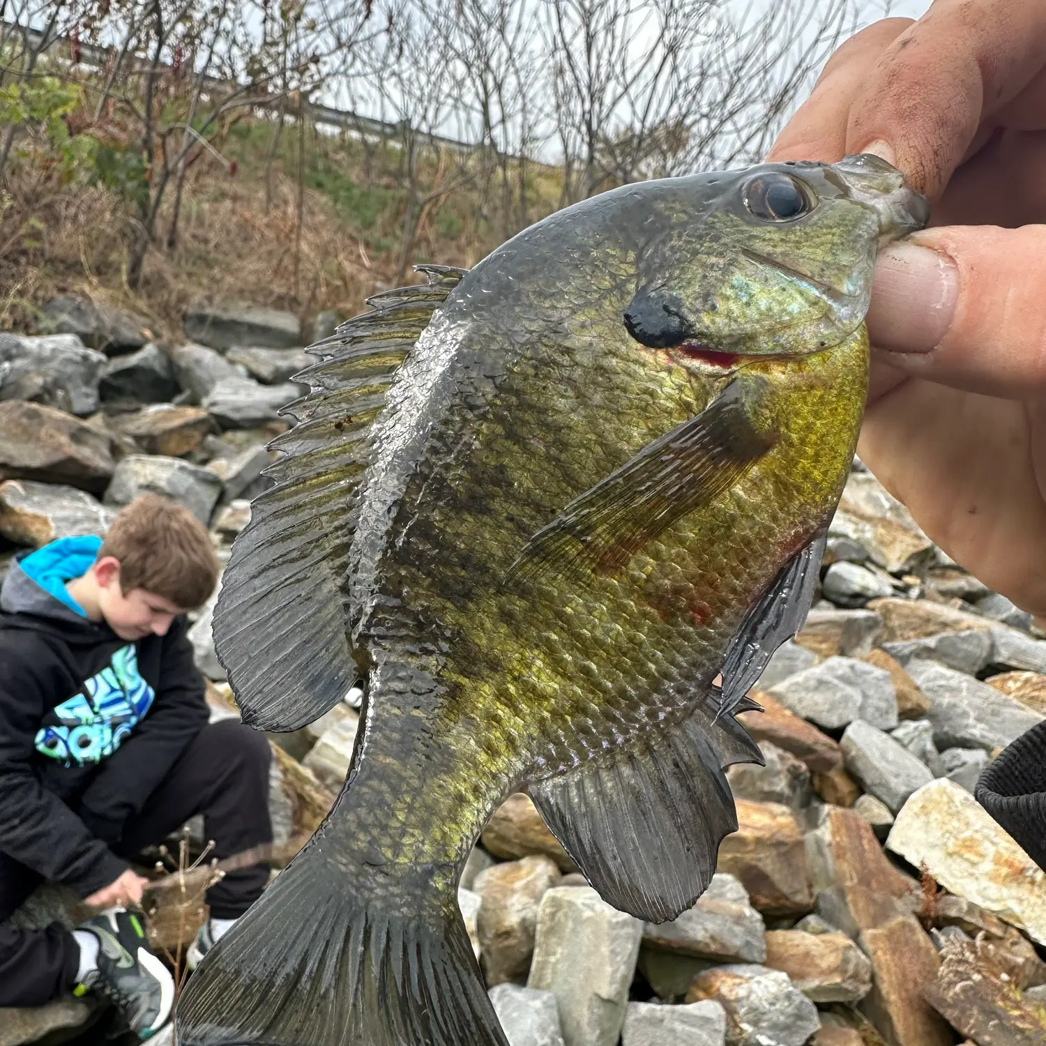 Fishing near Northfield in Merrimack County, New Hampshire - NH Fish Finder