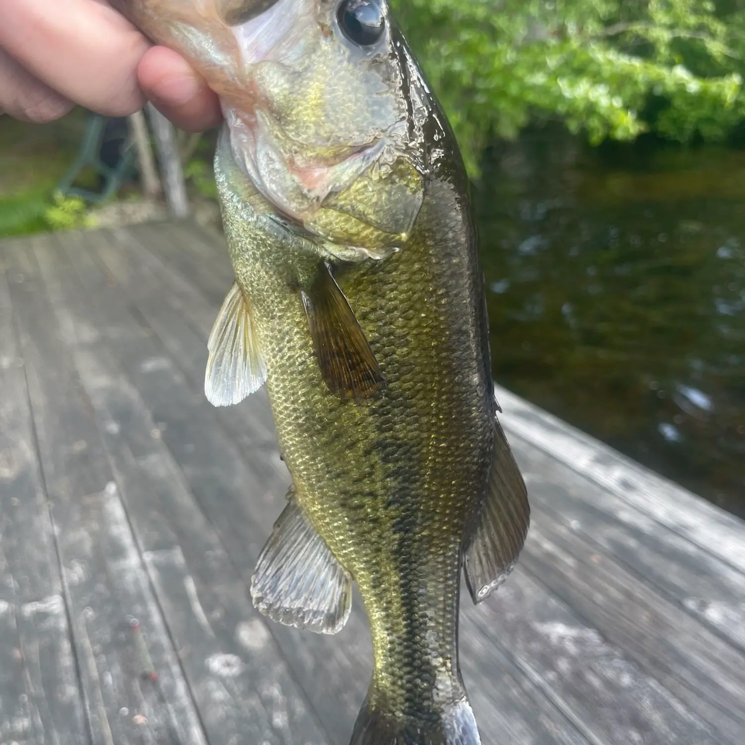 ᐅ Quidnick Reservoir fishing reports🎣• Coventry, RI (United States) fishing