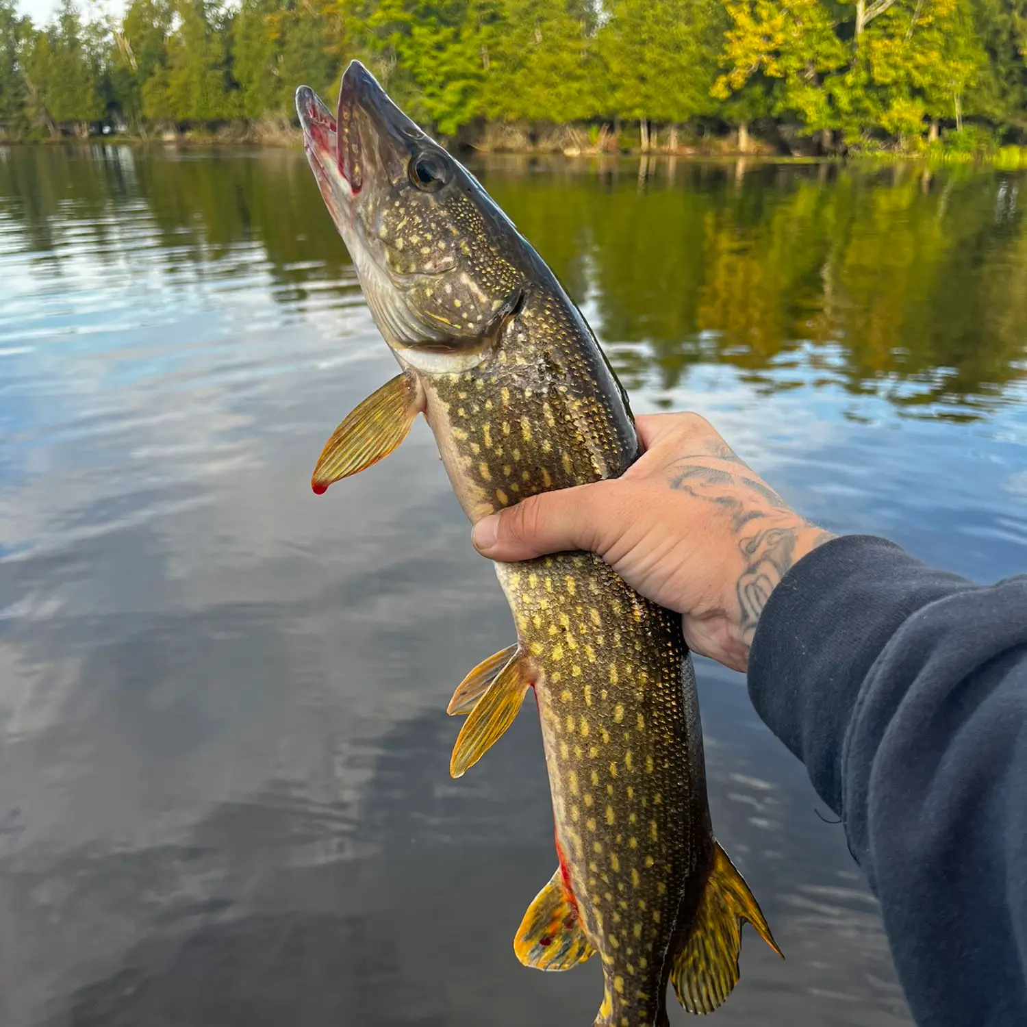 Parry Sound, Muskoka anglers need to know laws about live minnows