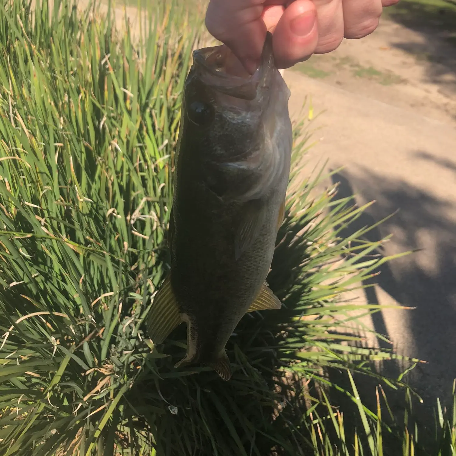 ᐅ Eagle Rock Reservoir fishing reports🎣• Pasadena, CA (United States ...