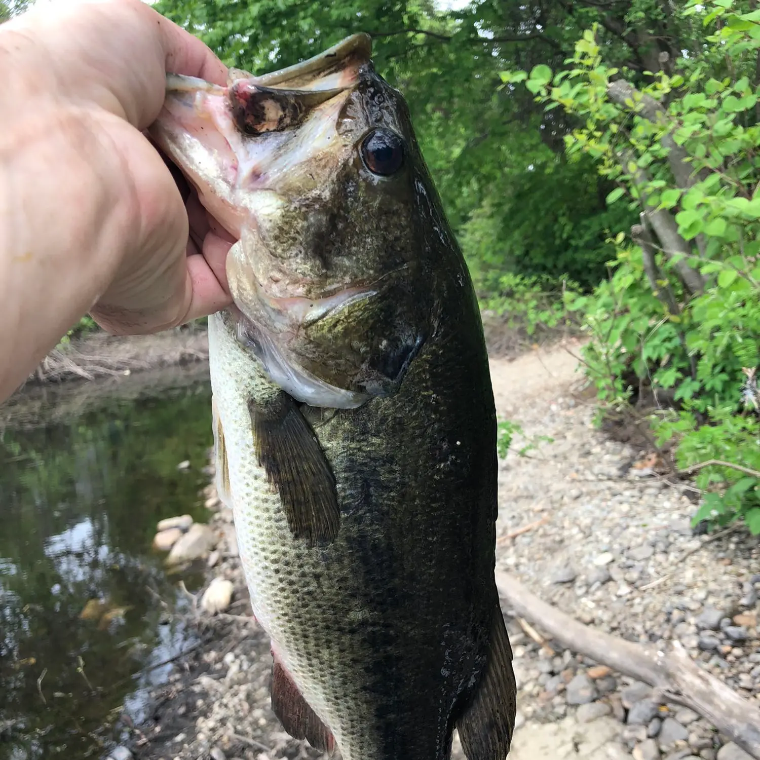 ᐅ Allendale Mill Pond (Woonasquatucket River) fishing reports🎣• North ...