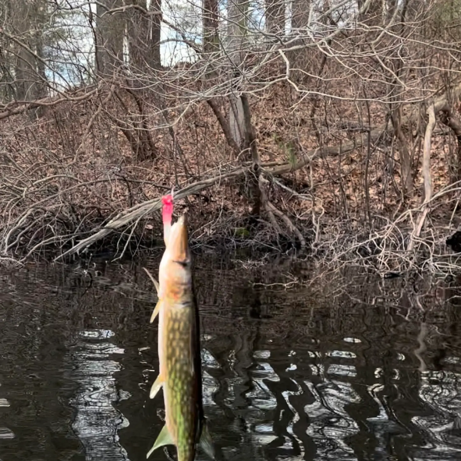 Fishing near Stoughton in Norfolk County, Massachusetts - MA Fish