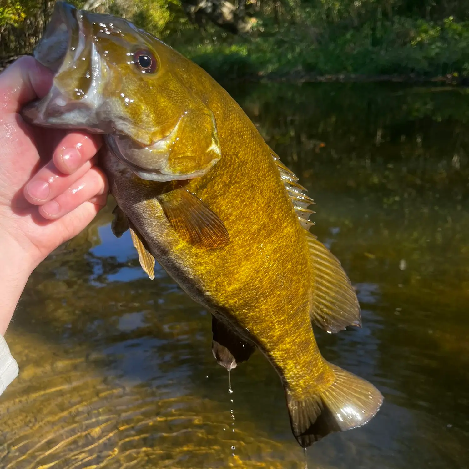 Silver creek bass : r/BFSfishing