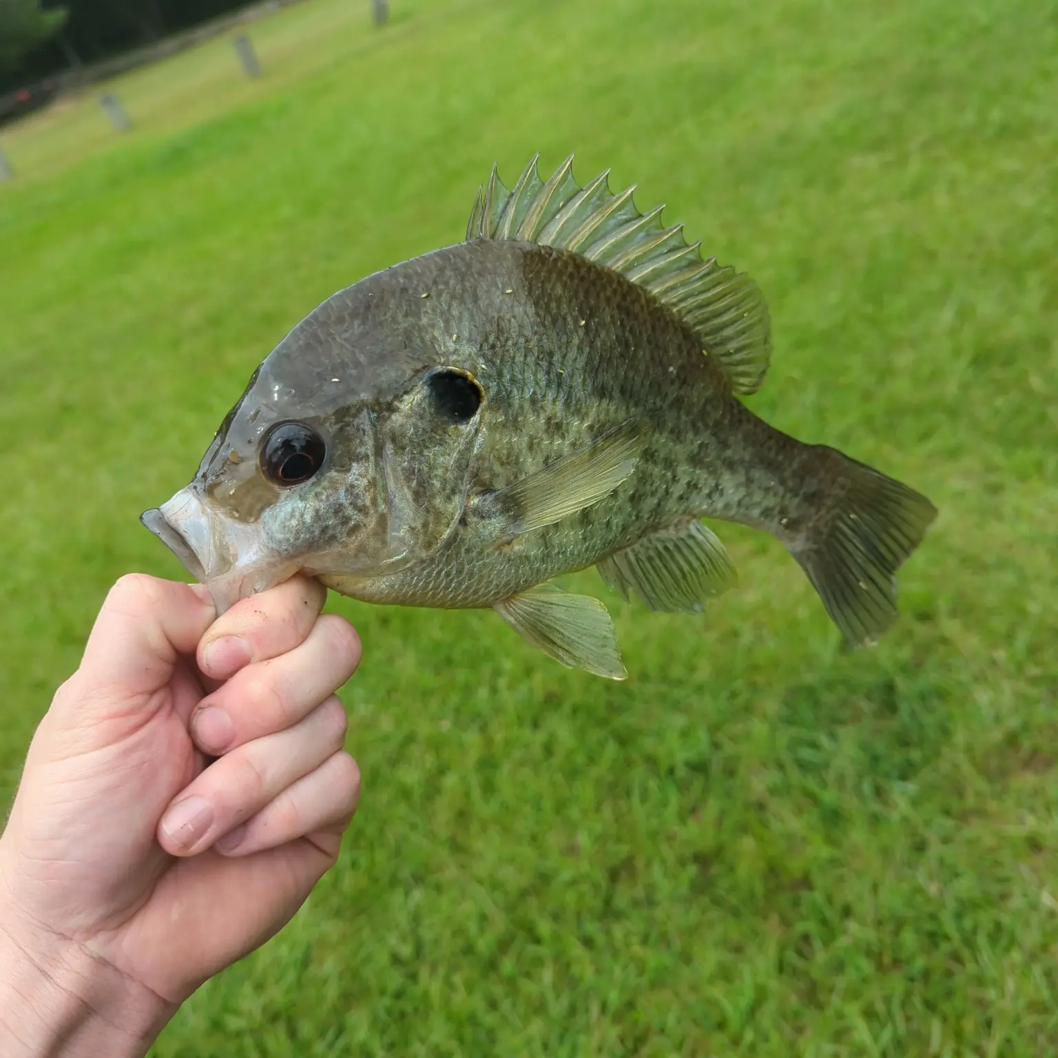 FISH FLAgs  OUTDOOR – Cheaha Customs