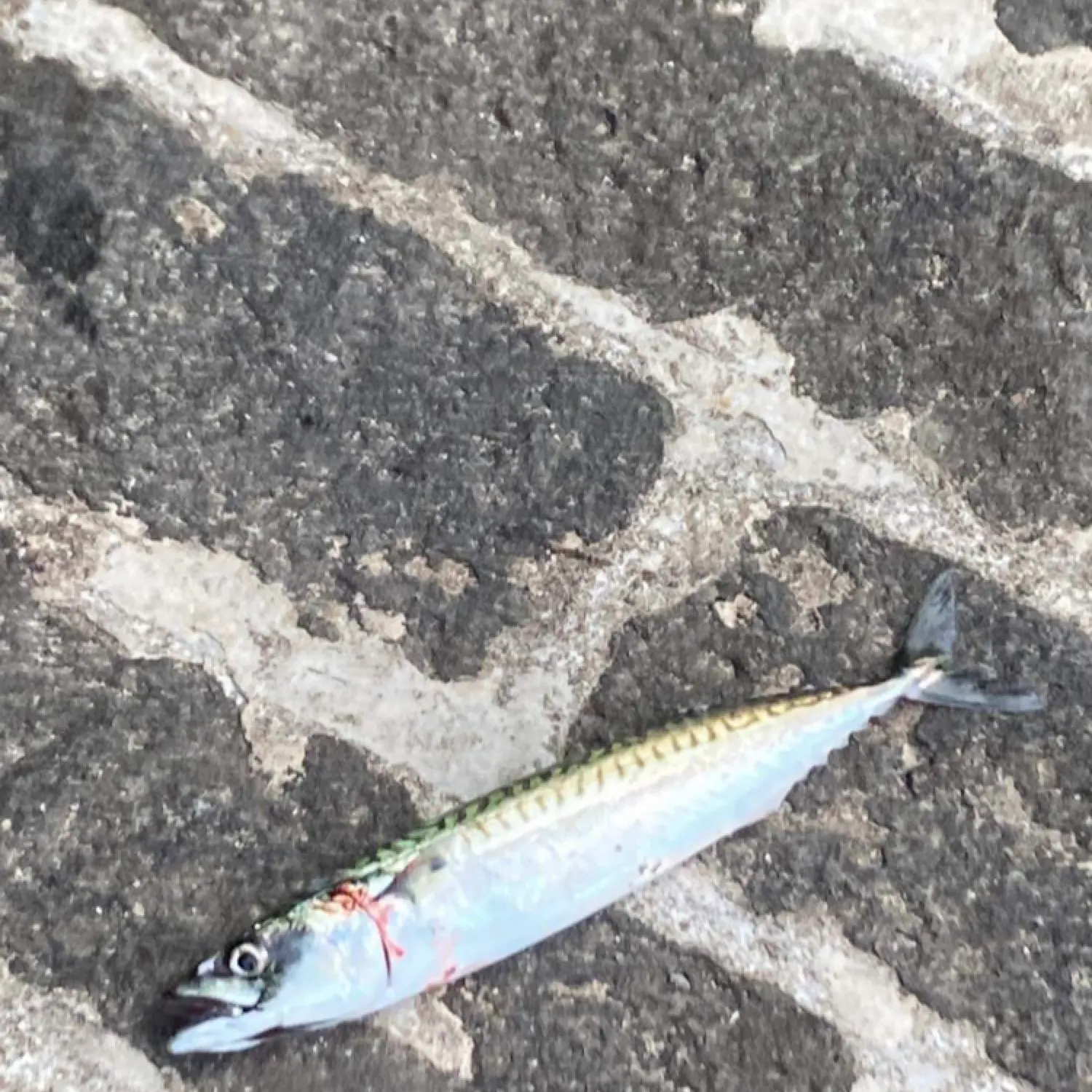 Mackerel bashing at South Shields pier - what a fun day! 🎣 