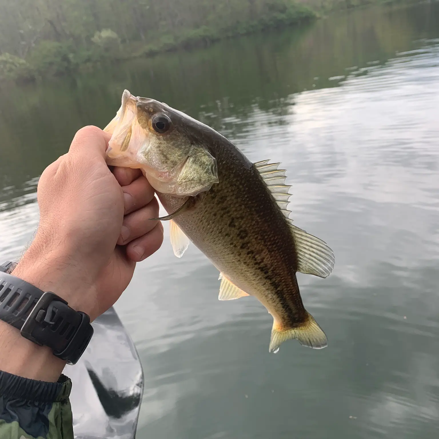 ᐅ Lake Koon fishing reports🎣• Cumberland, PA (United States) fishing