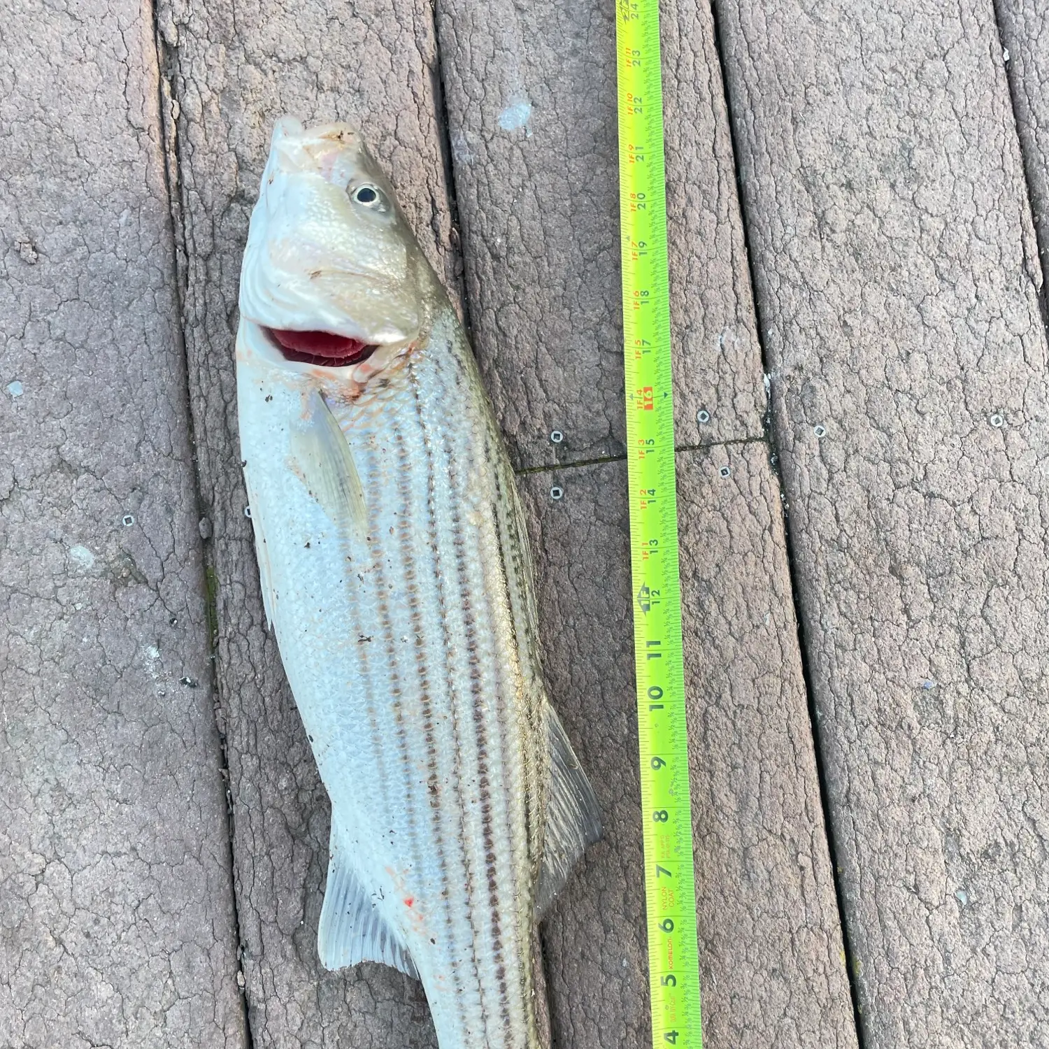 Localwaters Apalachicola River Sticker Striped Bass Fishing