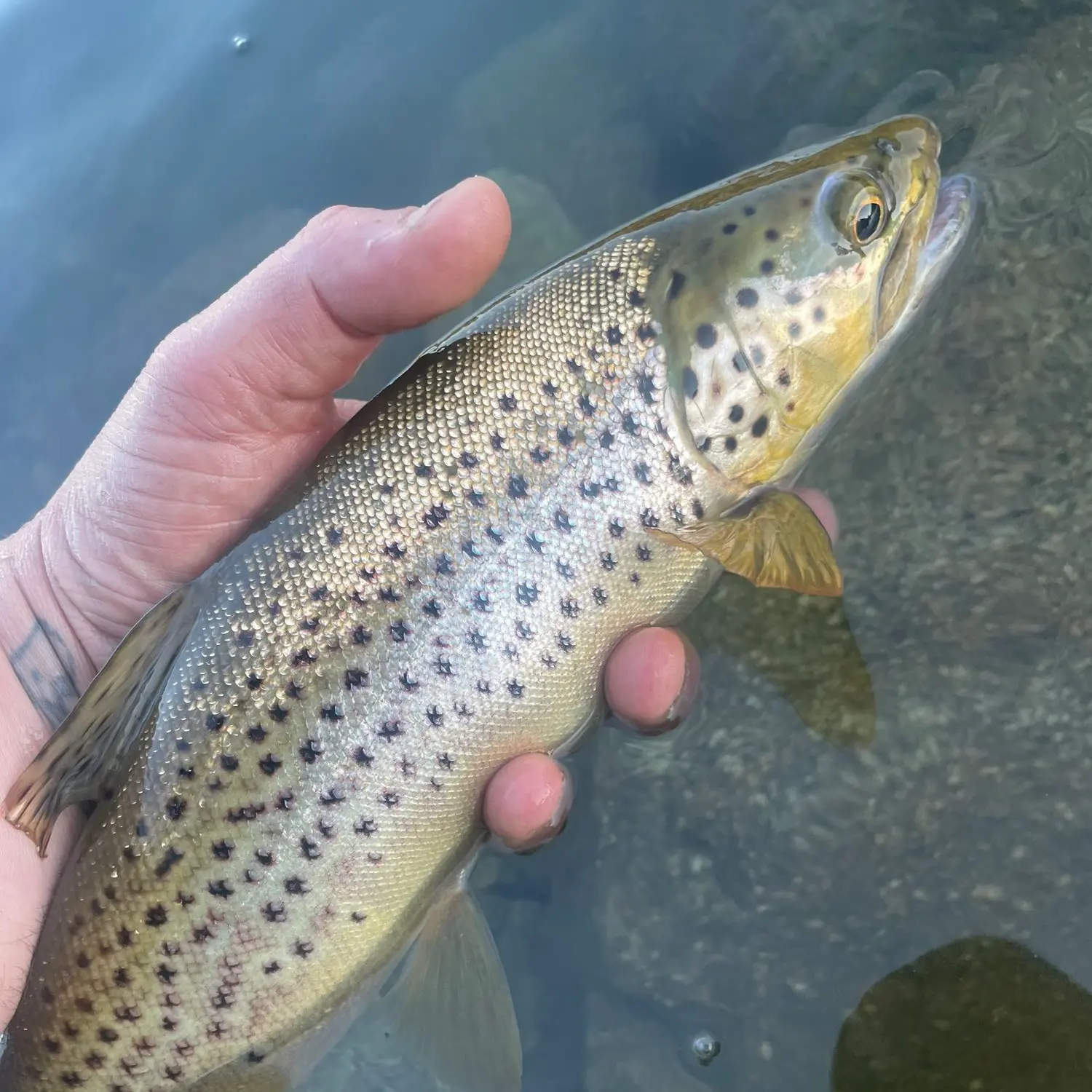 Caples Lake Fish Report - Kirkwood, CA (Alpine County)