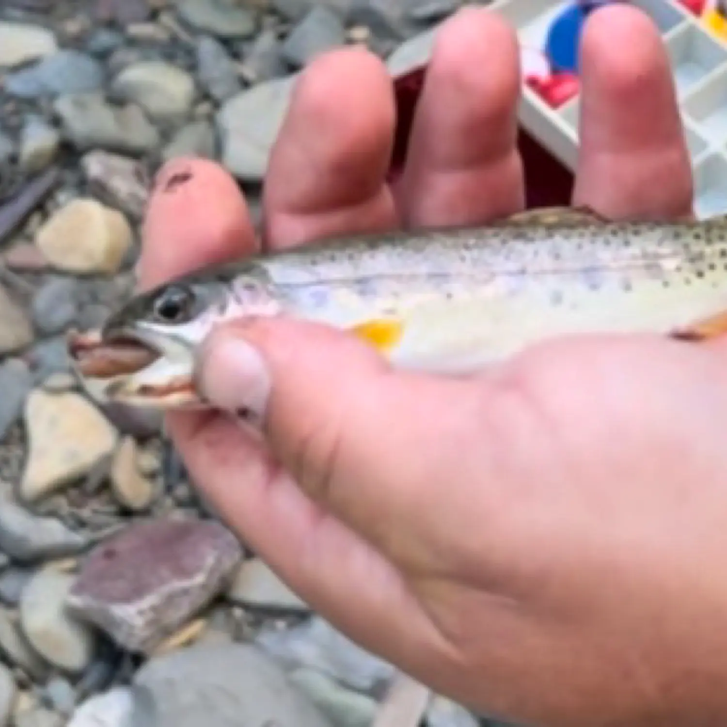 ᐅ North Fork Flathead River fishing reports🎣• Kalispell, MT (United ...