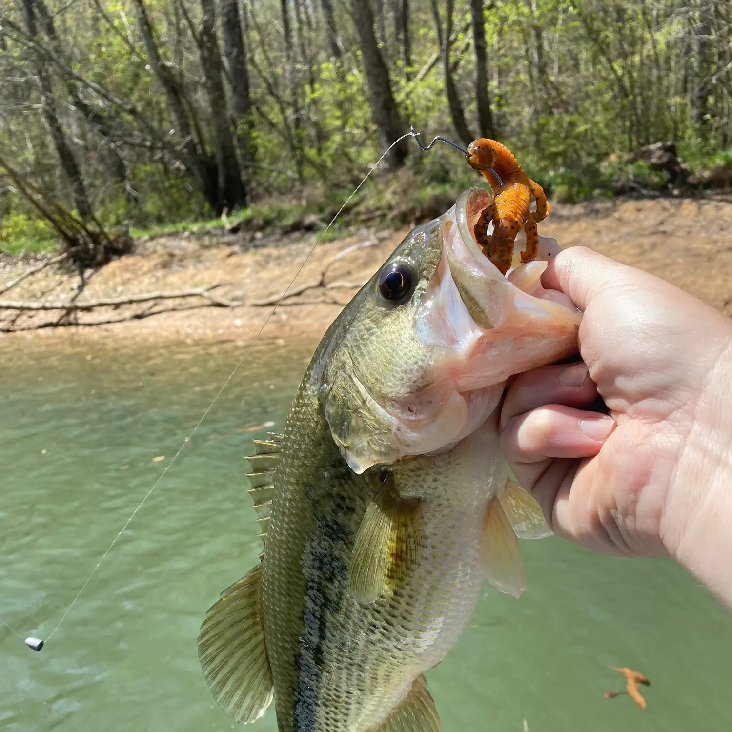 Wolftever Creek report 03/13/18