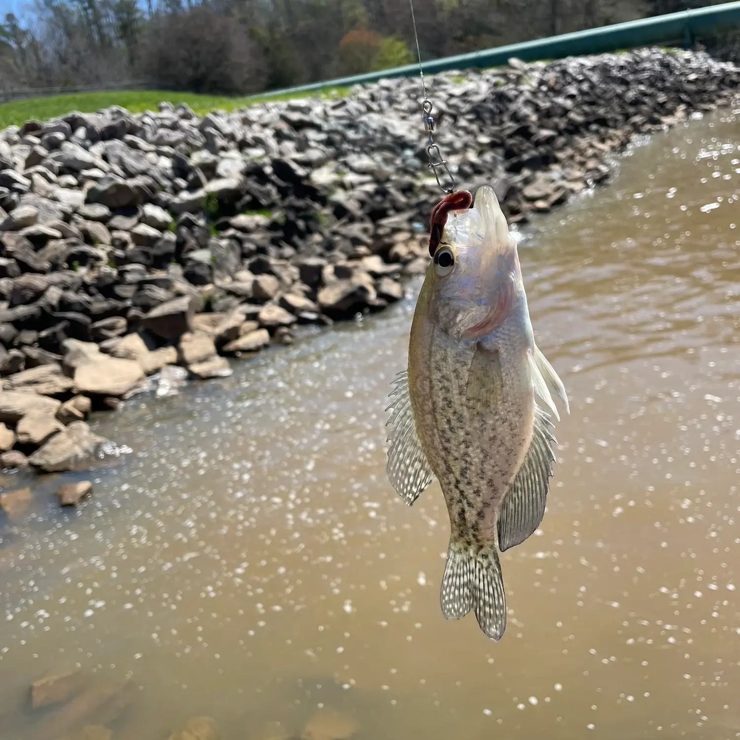 ᐅ Crabtree Creek Watershed fishing reports🎣• Morrisville, NC