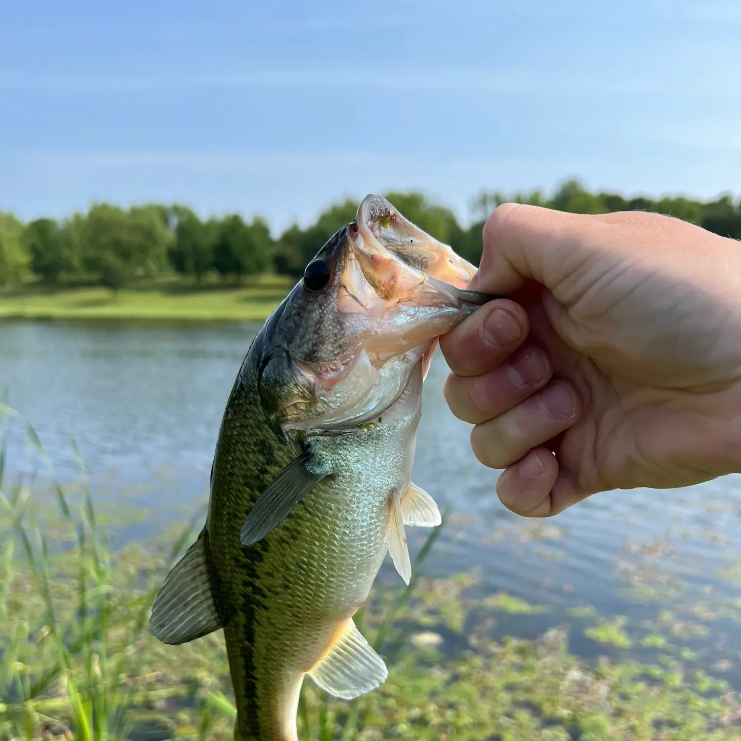 ᐅ Frisco Lake fishing reports🎣• Rolla, MO (United States) fishing