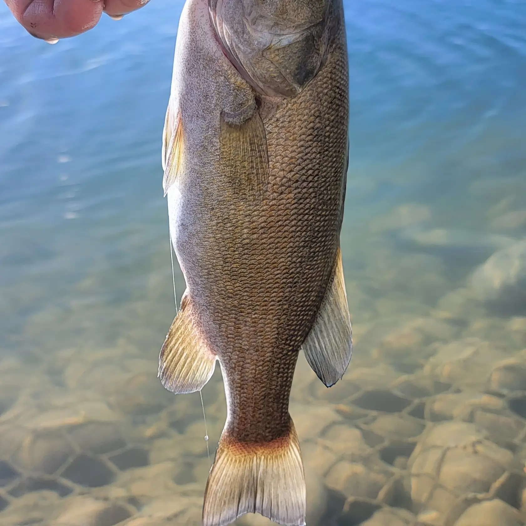 Fishing Report: 11-year-old Farmington resident catches a pikeminnow