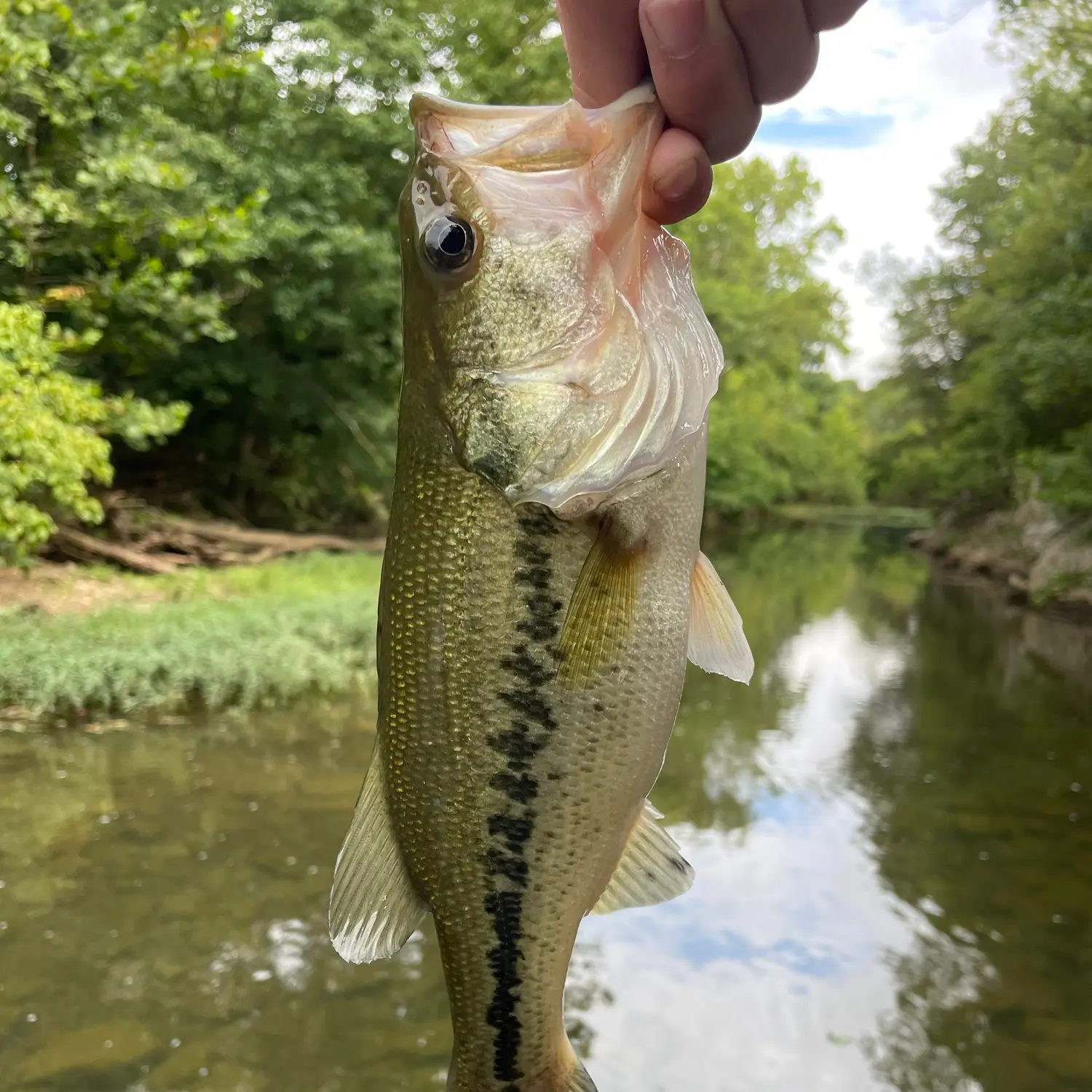 ᐅ Middle Fork Stones River fishing reports🎣• Murfreesboro, TN (United ...