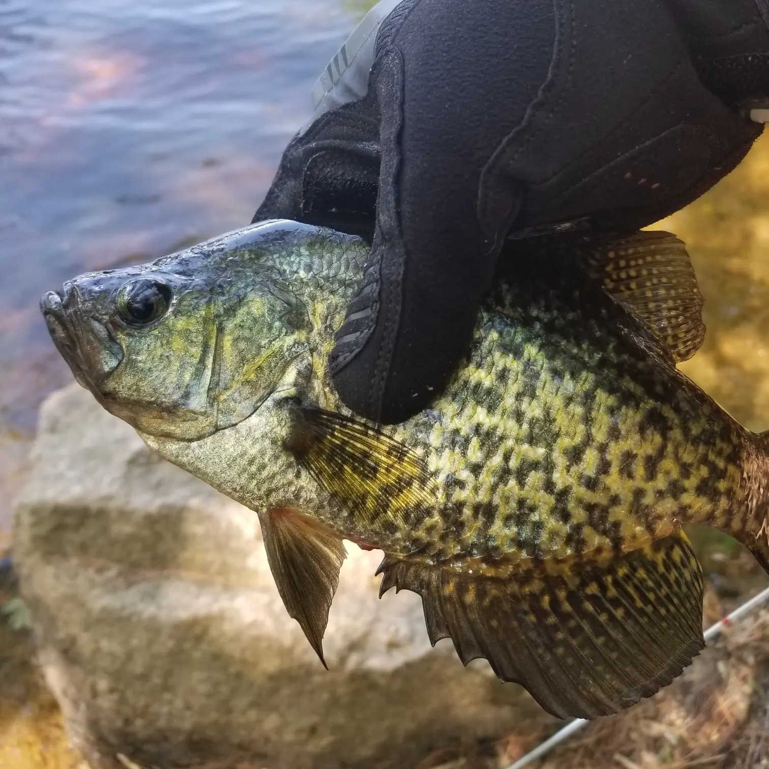 ᐅ Hopkinton Reservoir fishing reports🎣• South Hadley, MA (United