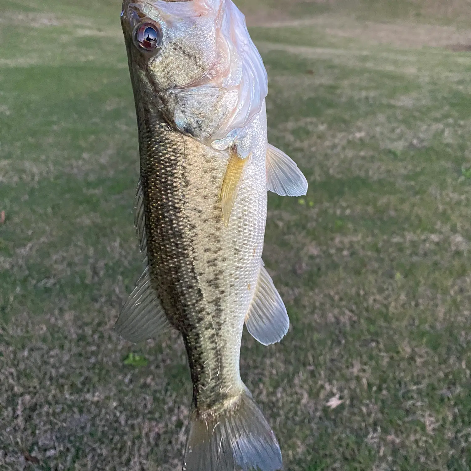 ᐅ Mitchell Lake fishing reports🎣• Calera, AL (United States) fishing