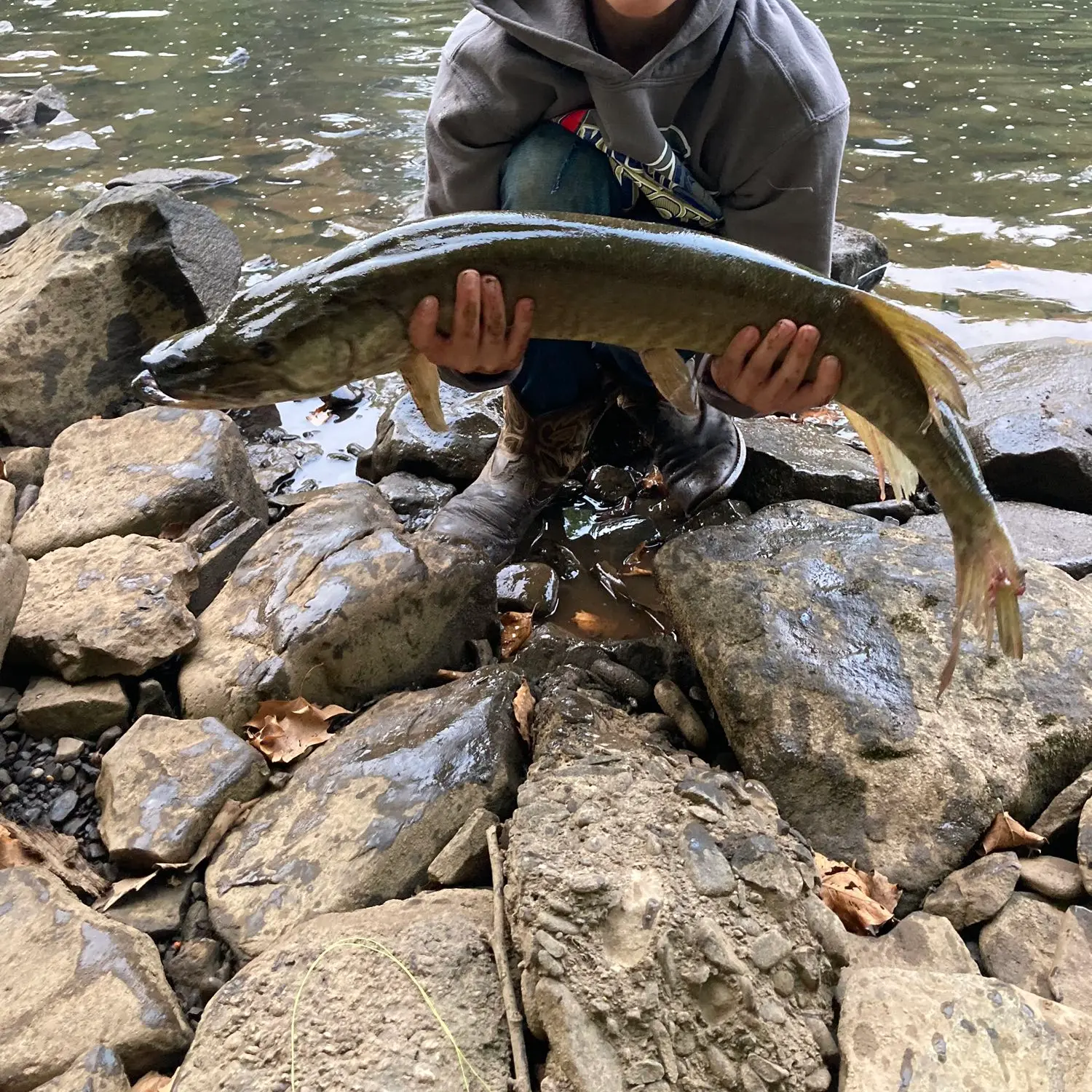 ᐅ Tionesta Lake fishing reports🎣• Oil City, PA (United States) fishing