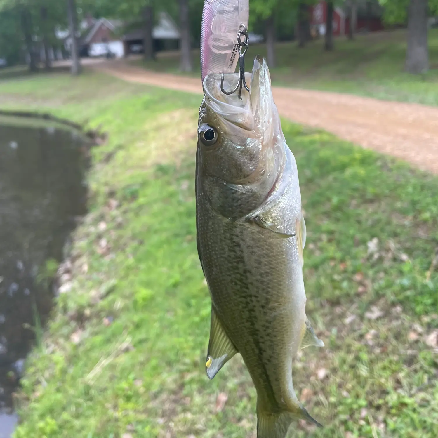 ᐅ Beaver Fork Lake fishing reports🎣• Conway, AR (United States) fishing