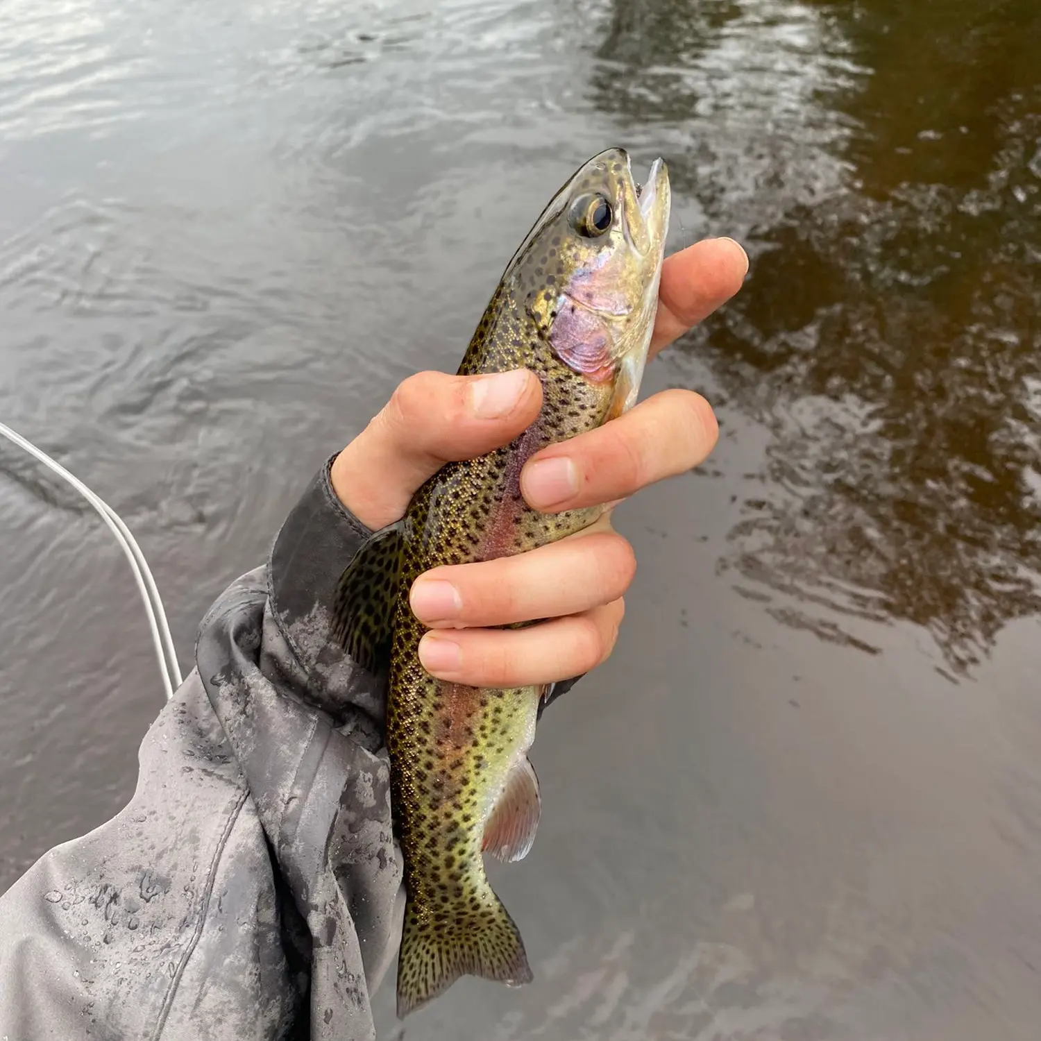 ᐅ North Branch Saranac River fishing reports🎣• Malone, NY (United States)  fishing