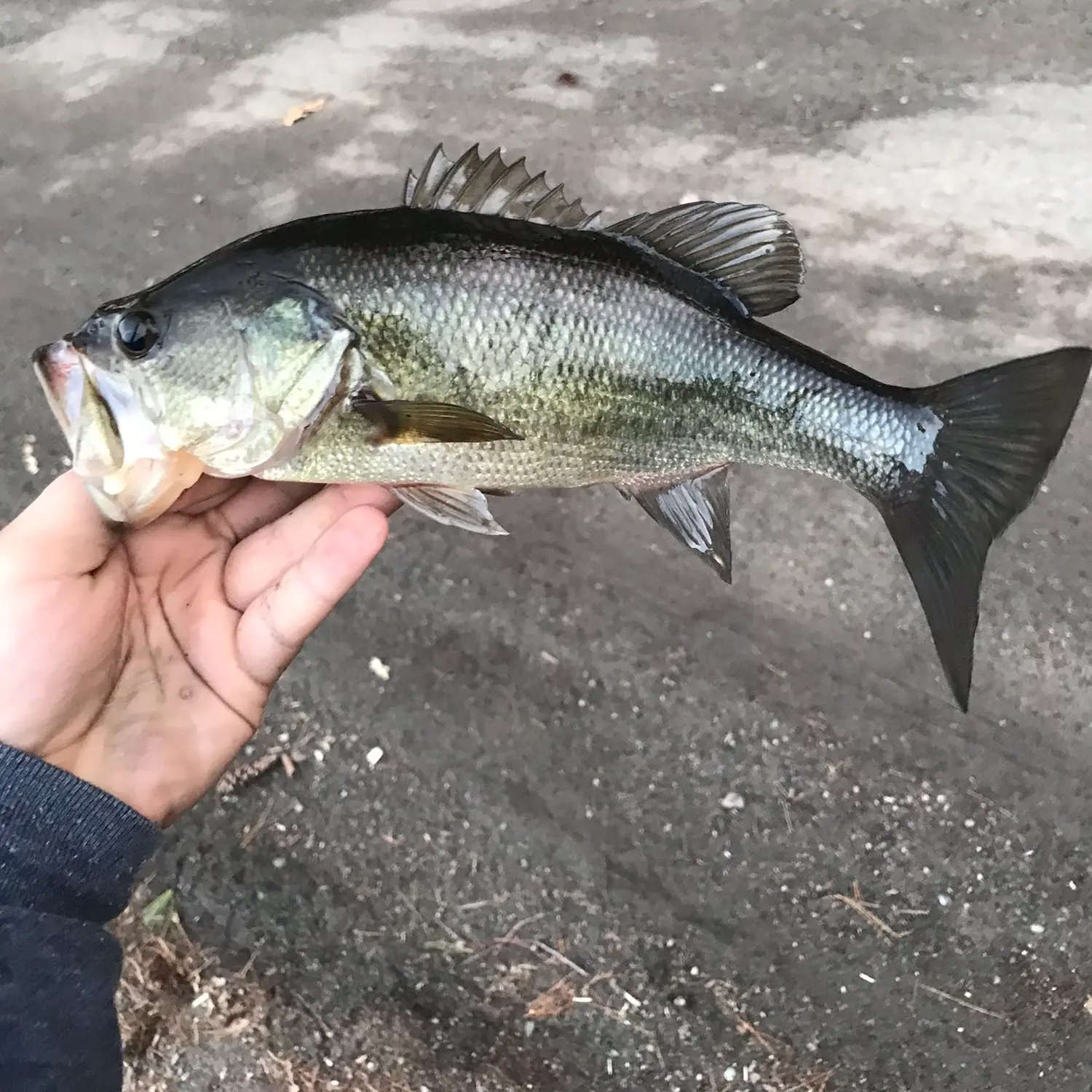 ᐅ F Coopers Pond fishing reports🎣• Columbia, SC (United States