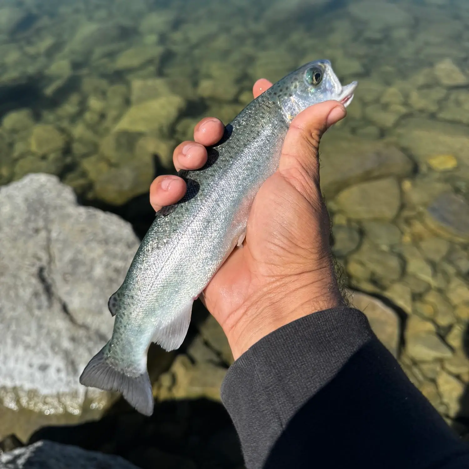 June Lake l Trout Fishing Report