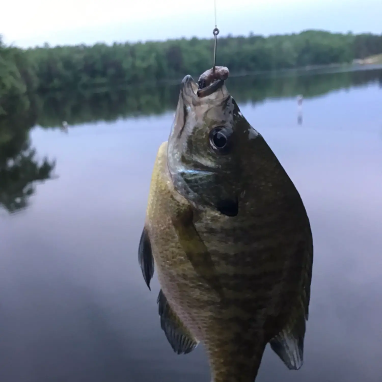 ᐅ Holiday Lake Upper fishing reports🎣• Sanford, NC (United States) fishing