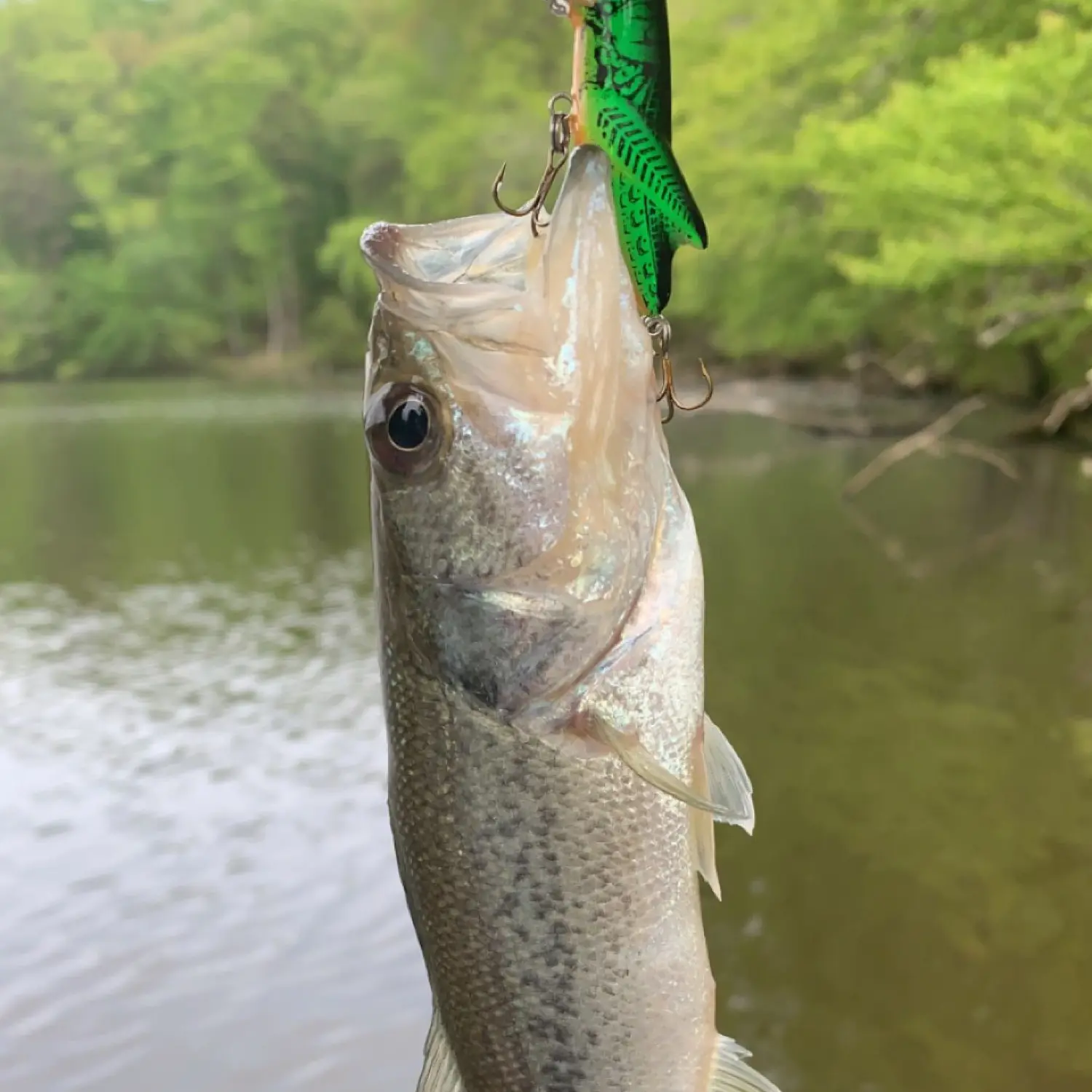 Stony Creek Reservoir Fishing Guide