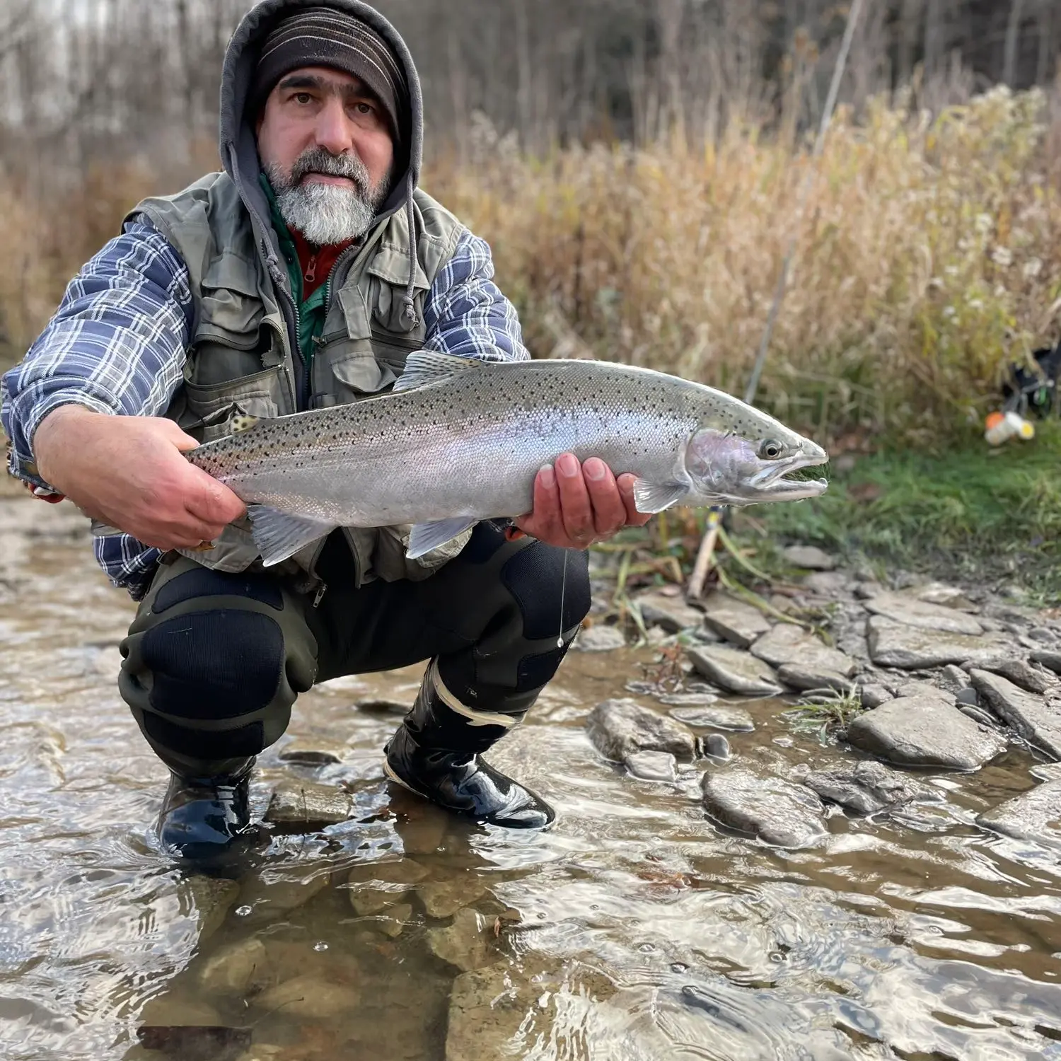 Lots of salmon running on Bronte Creek in Oakville, Ontario. : r/Fishing