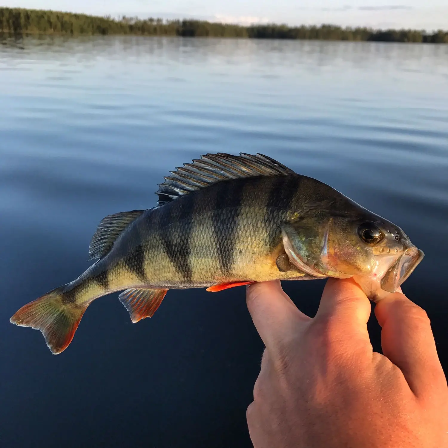 ᐅ Västra Styran fishing reports🎣• Stockholm, Sweden fishing