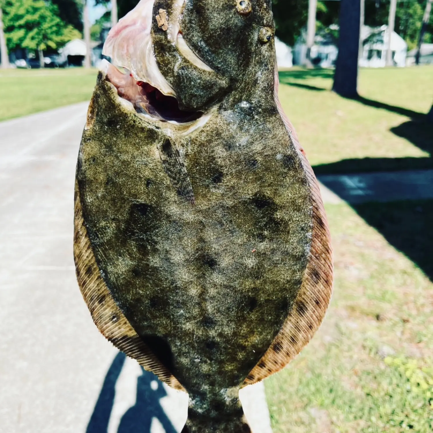 Fishing for Summer flounder near you