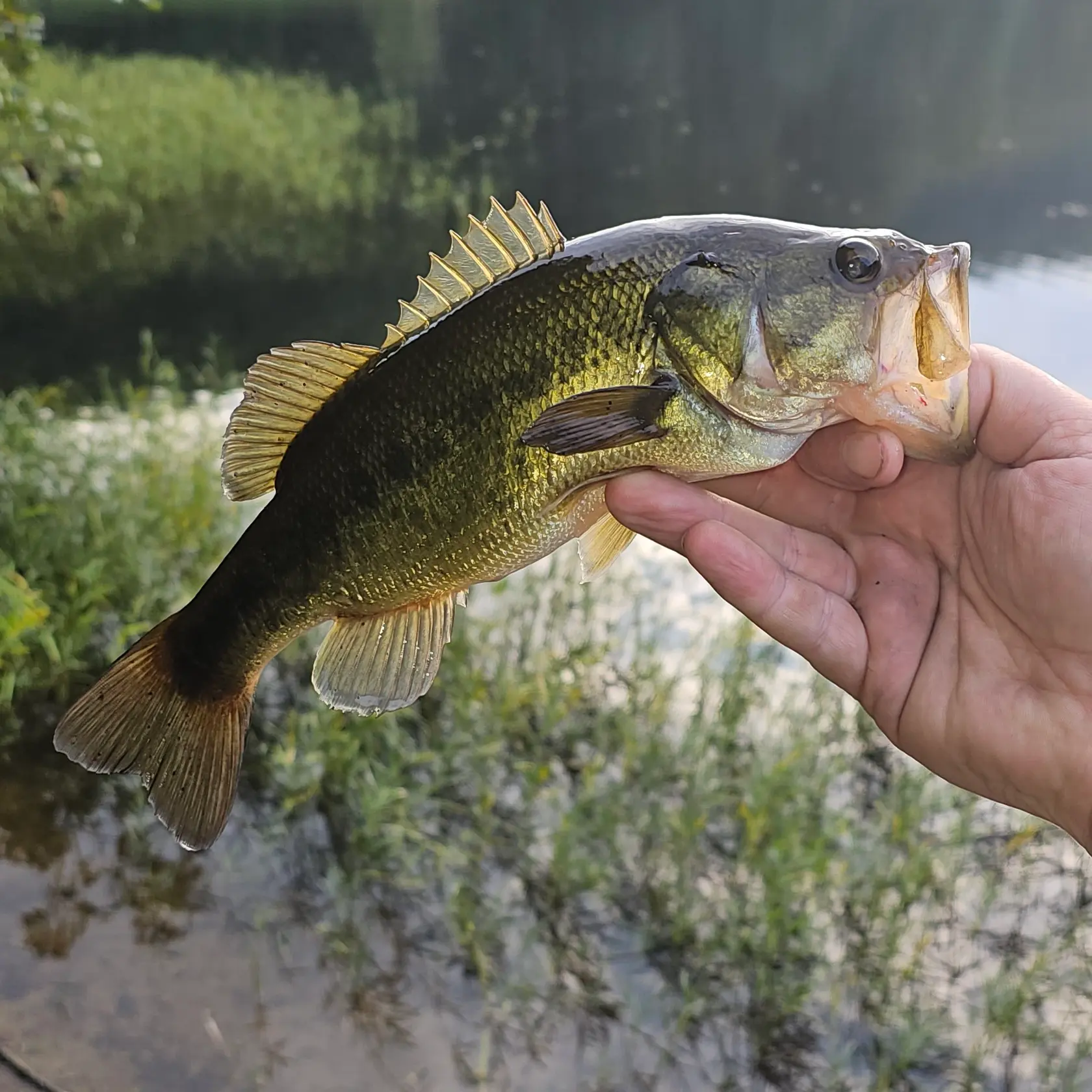 ᐅ Coopers Rock Lake fishing reports🎣• Morgantown, WV (United States)  fishing