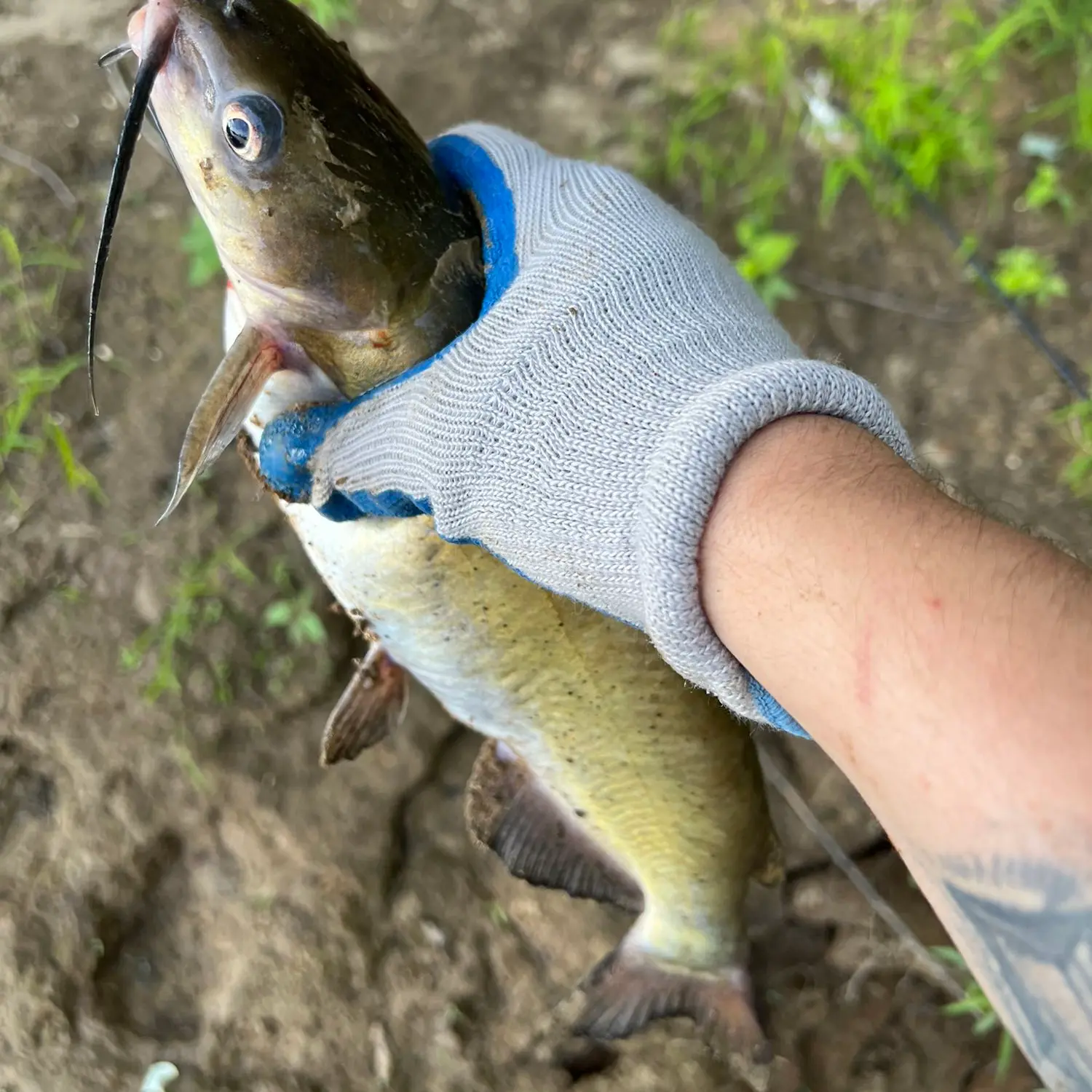 ᐅ Scioto River fishing reports🎣• Portsmouth, OH (United States) fishing