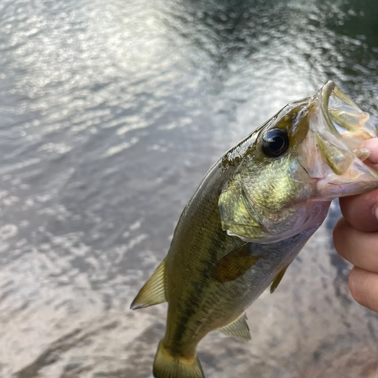 Bass Fishing Ponds with KENDALL GRAY!