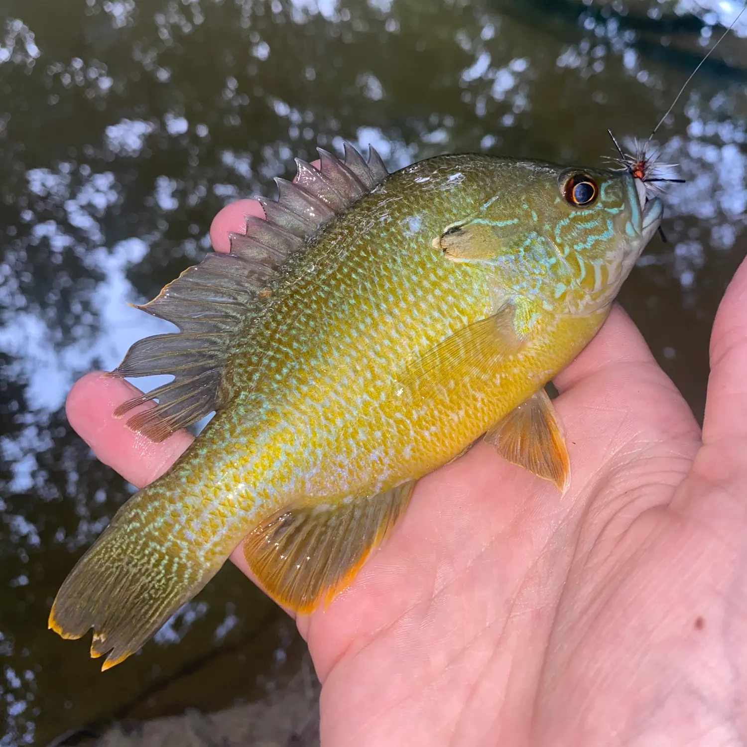 Fishing for Longear sunfish x Green sunfish near you