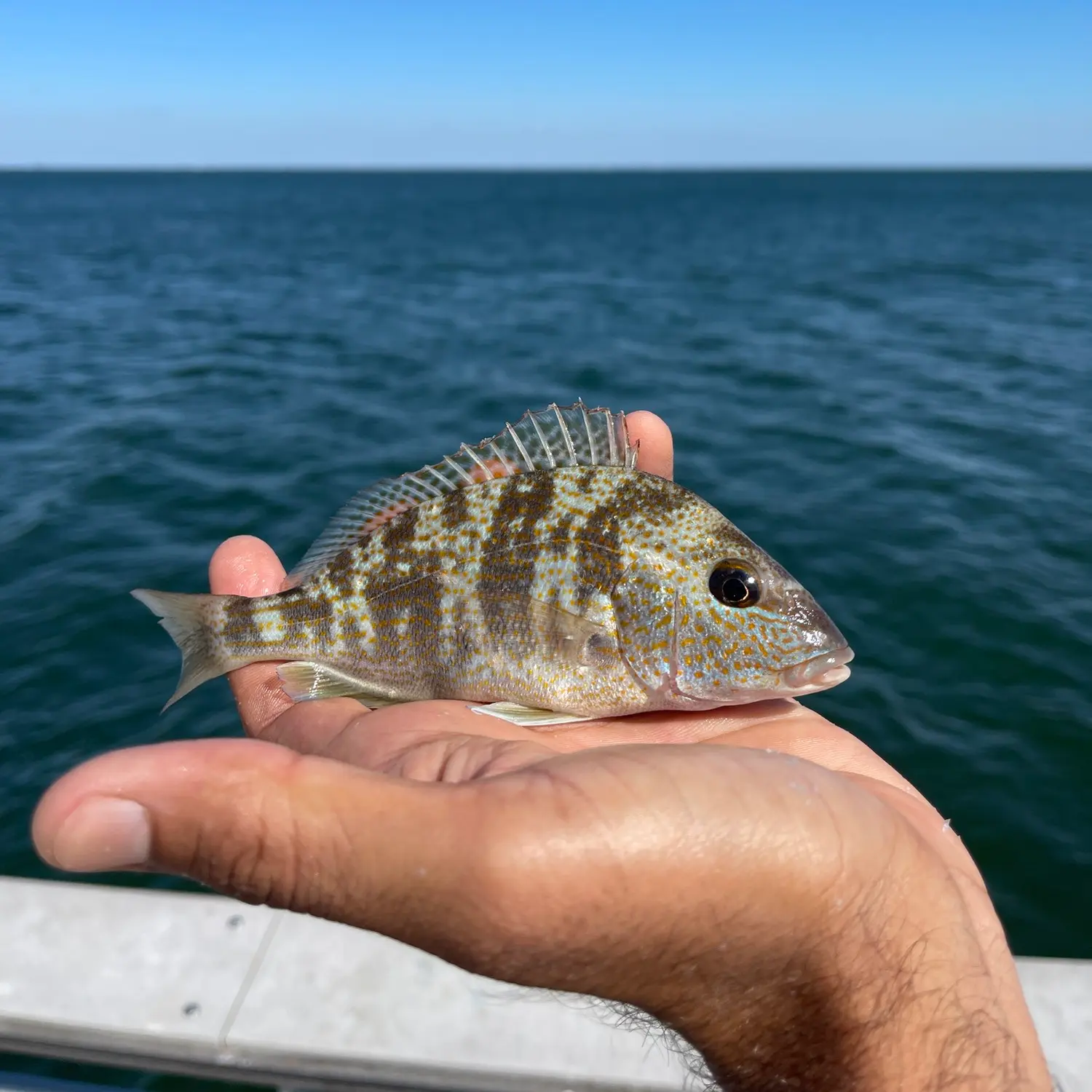 Pigfish Fishing Guide  How to Catch a Pigfish