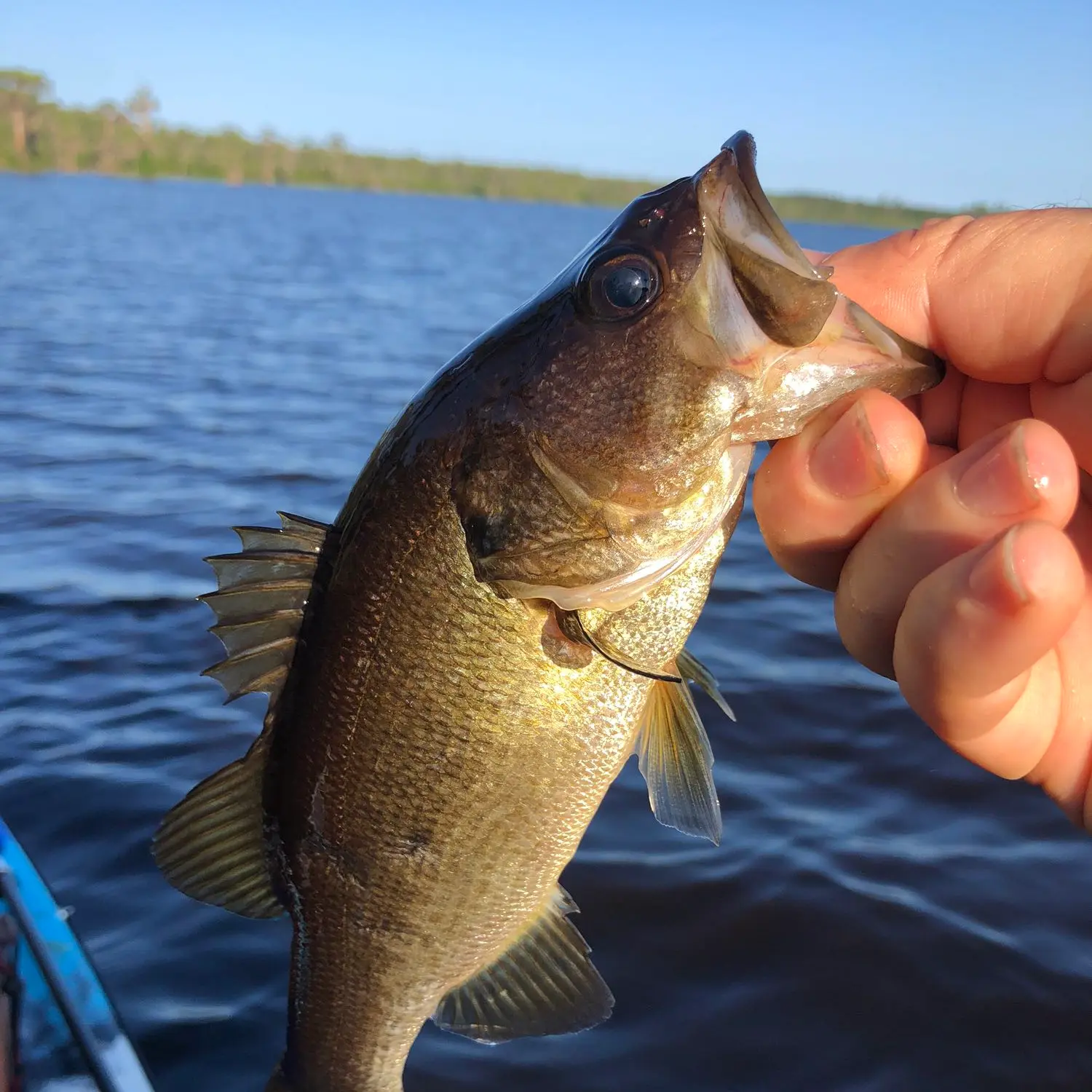 ᐅ Swift Creek Pond fishing reports🎣• Macclenny, FL (United