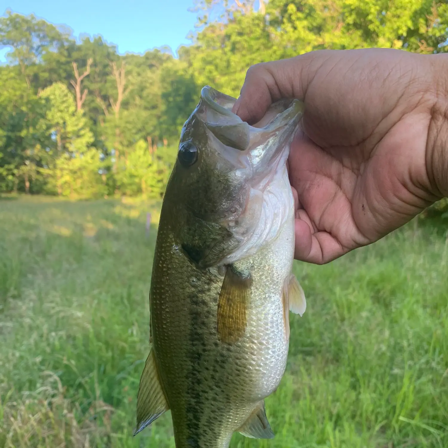 Land based fishing, Great morning on the Broadwater had a quick land based  fish catching 3 bream and 3 tarwine in about 40mins which were all  released. If your looking at