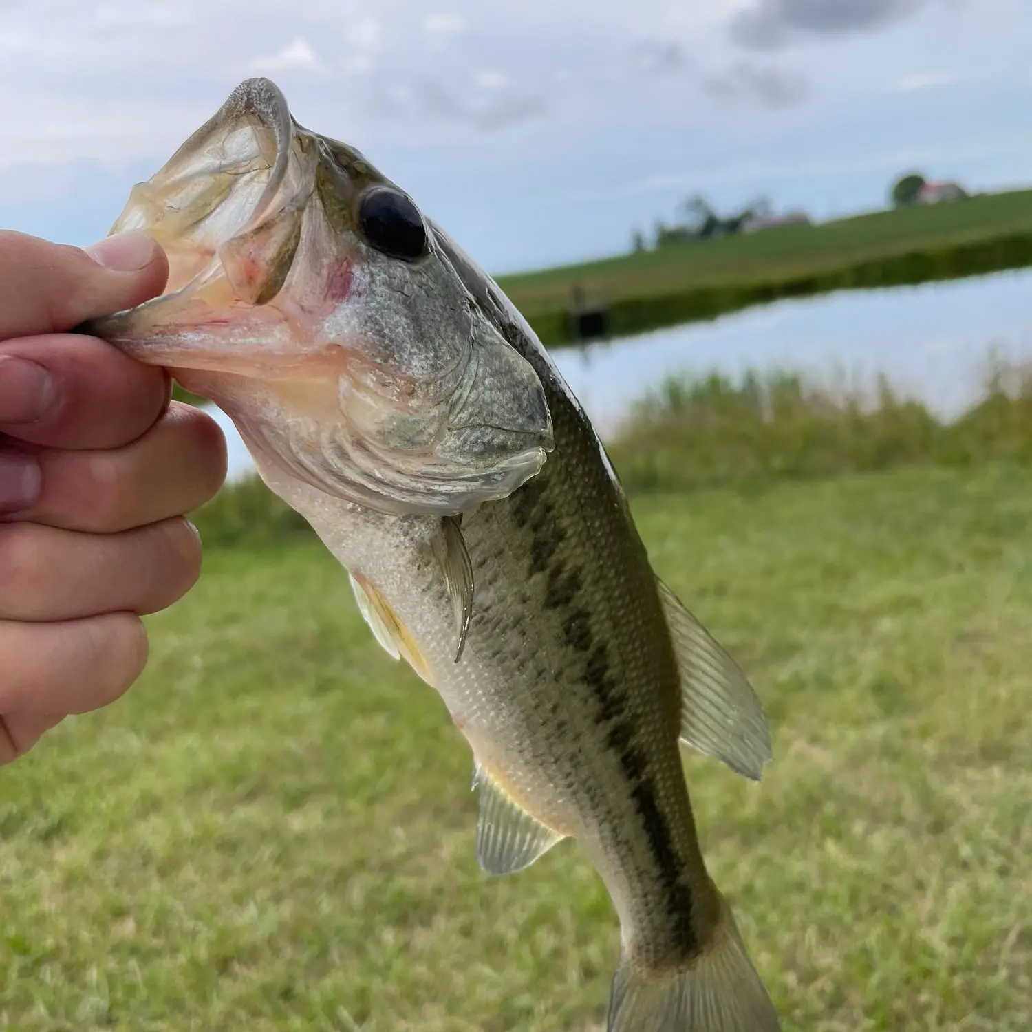 Silver creek bass : r/BFSfishing